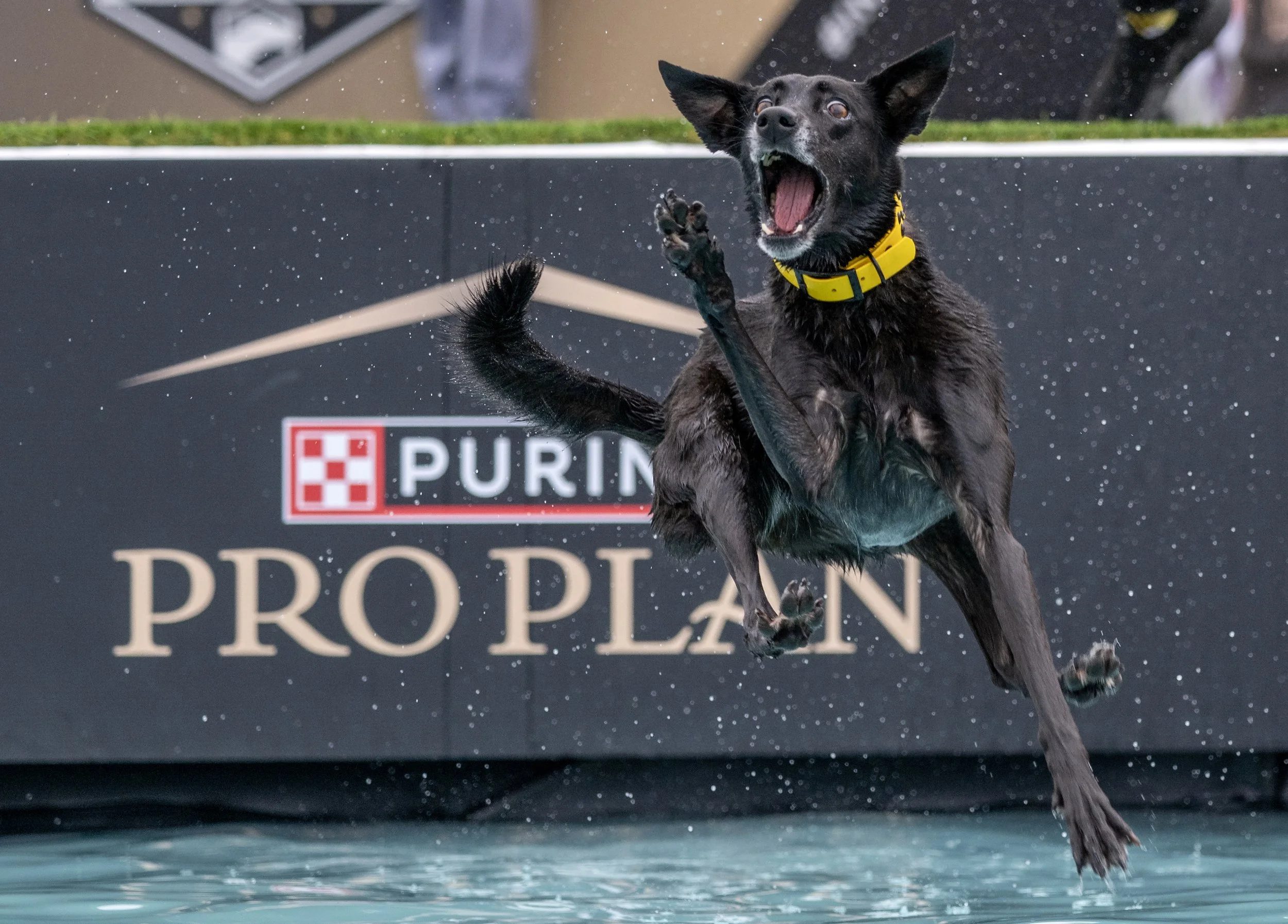 OCR-L-DOG-CHALLENGE-0620-JA-04.JPG