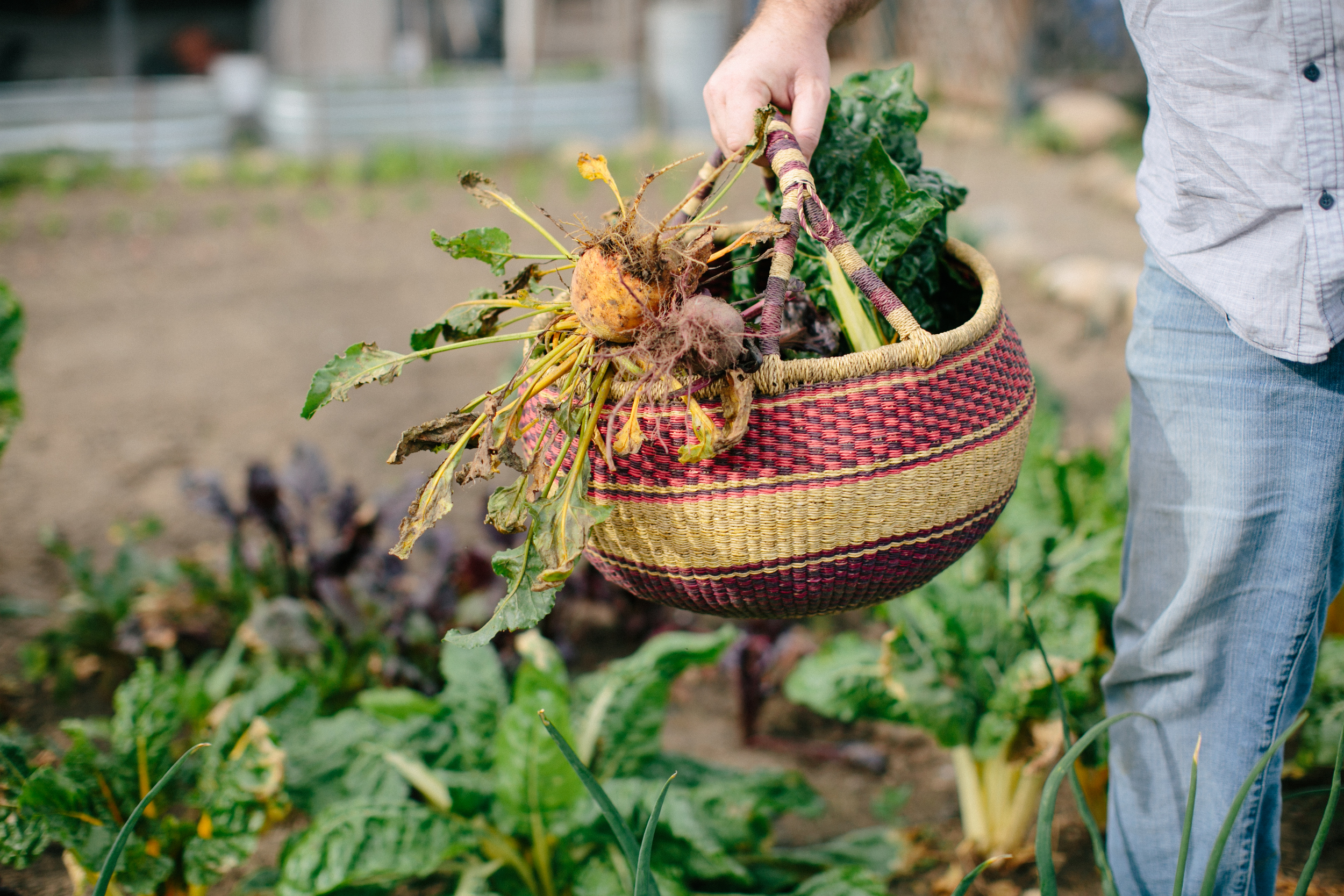 A Farmer's Bounty