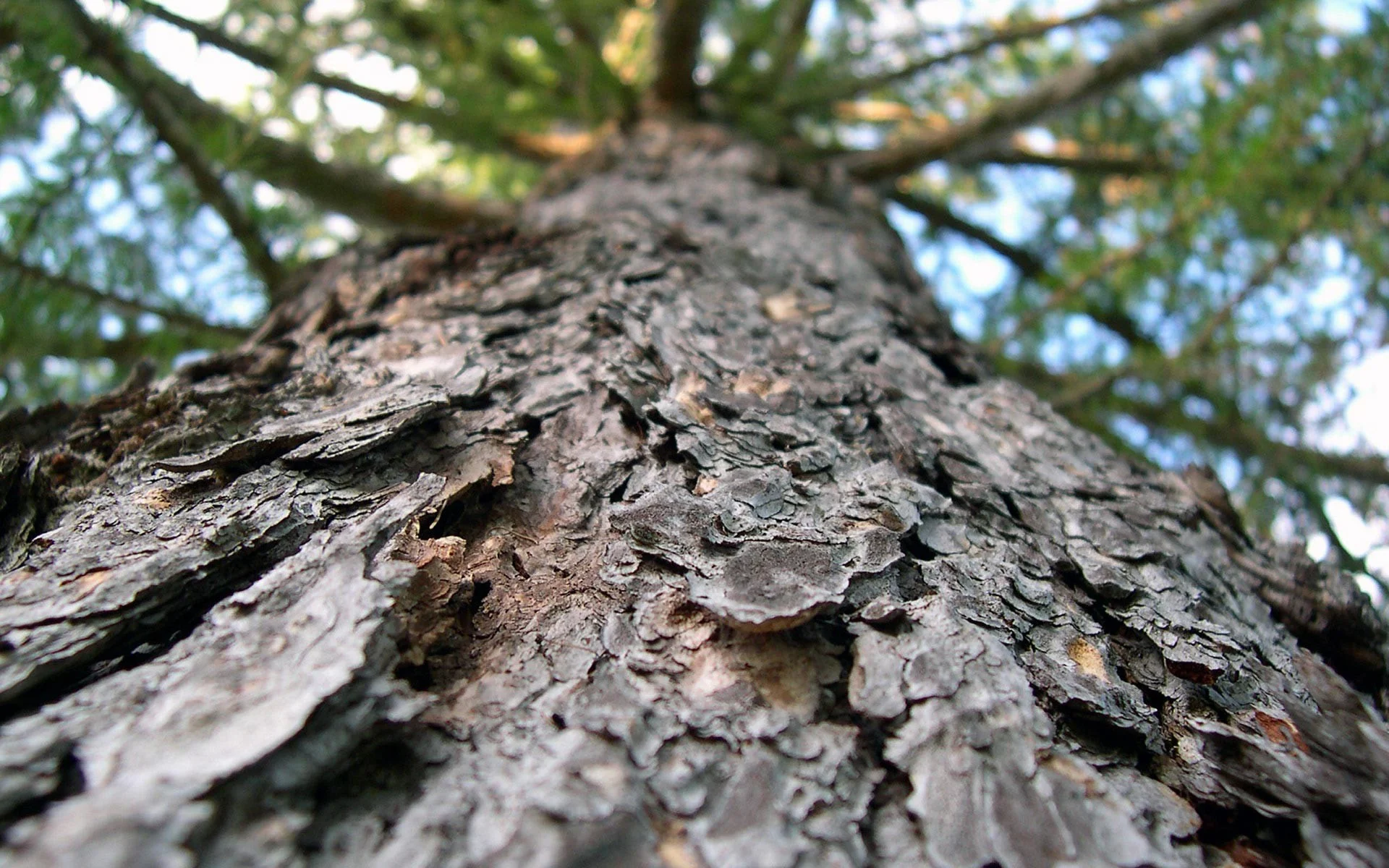 BMF TREE.jpg