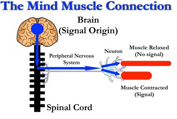  A very complicated process, but this diagram shows the simple mechanism. Go science!