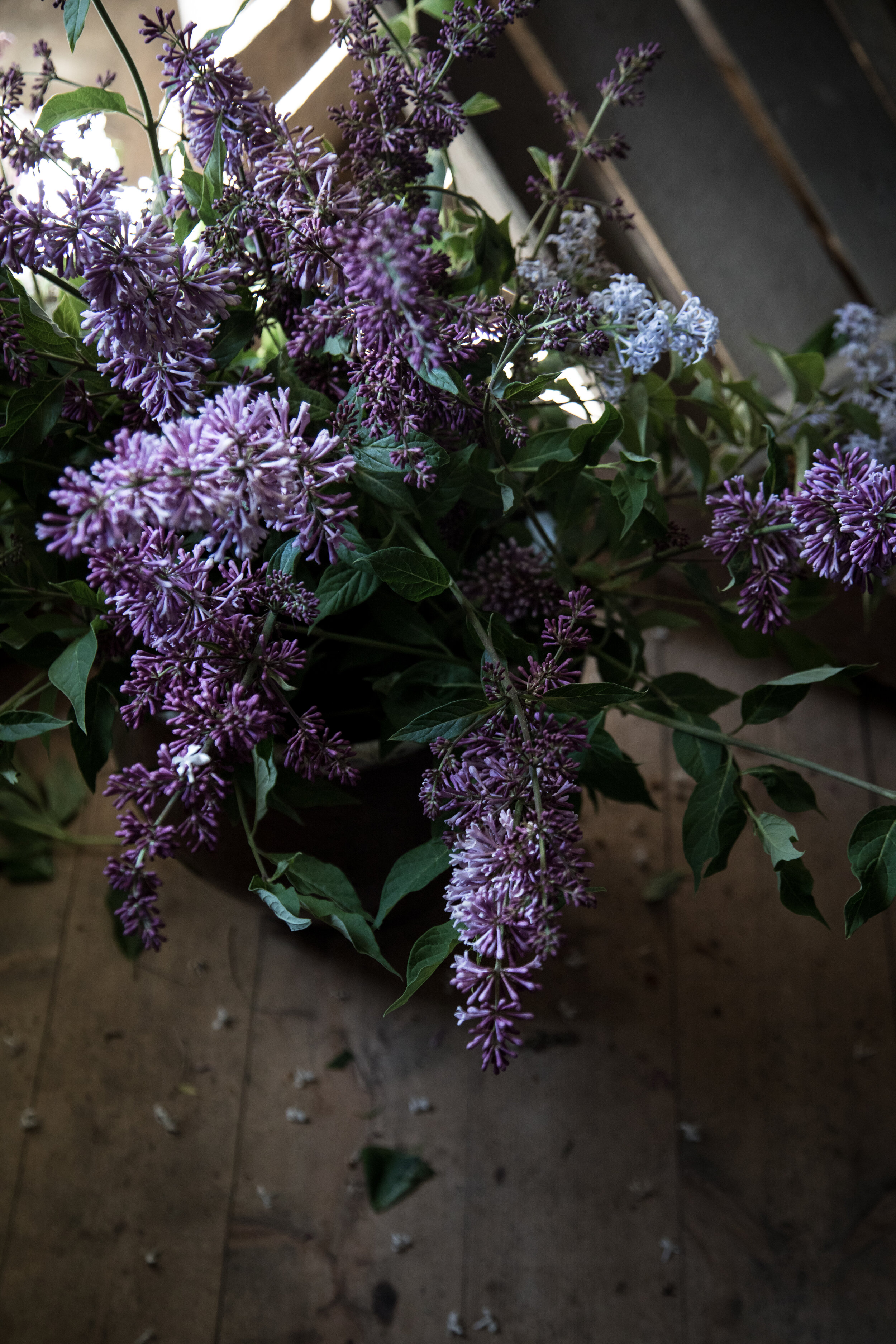 SHlilacs.jpg