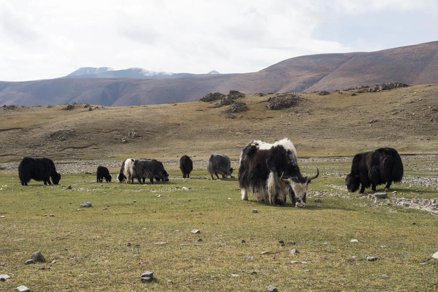 20160719_Mongol_Rally_Photos_02851.jpg