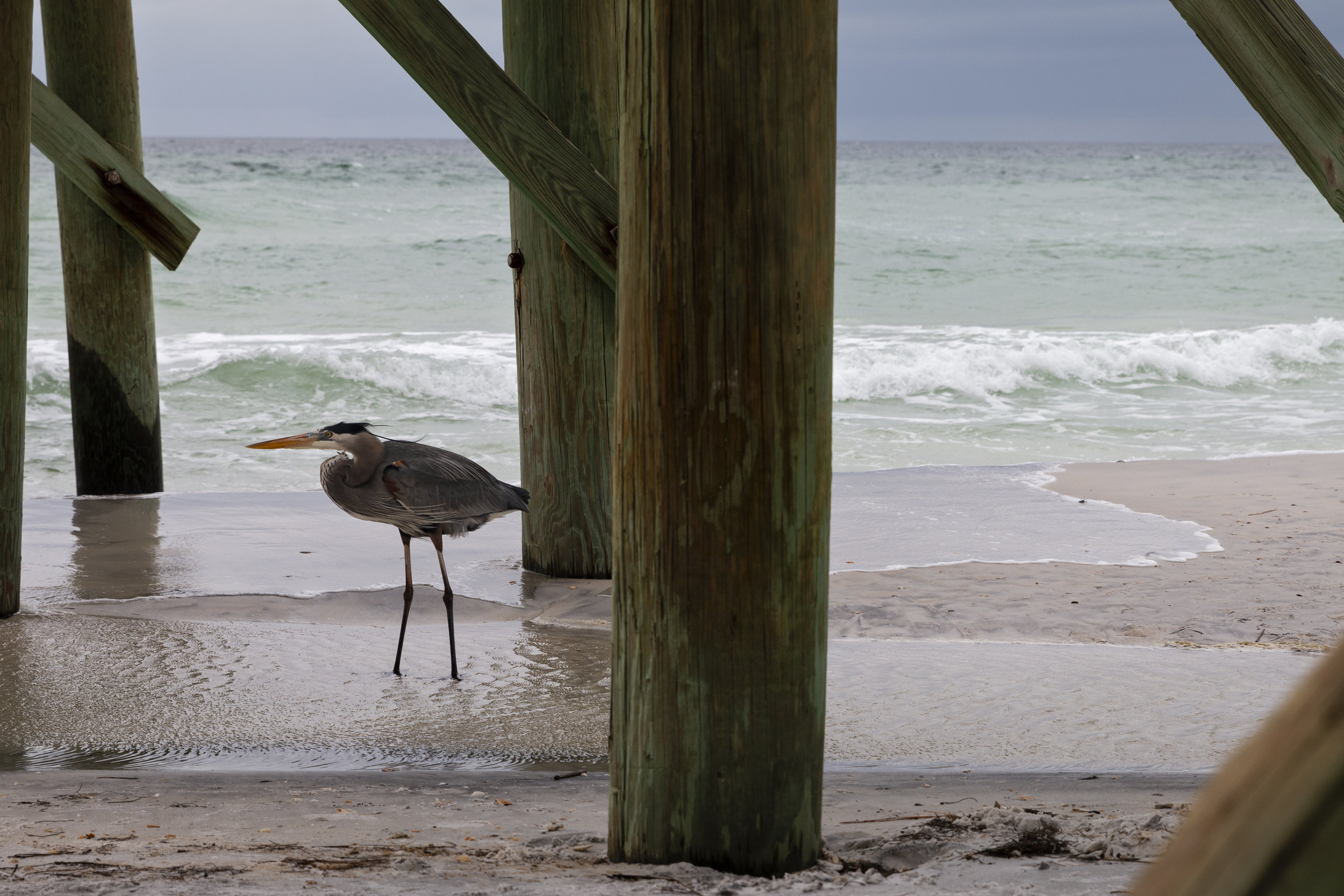 heron_pcb_pier_jan 2019.jpg