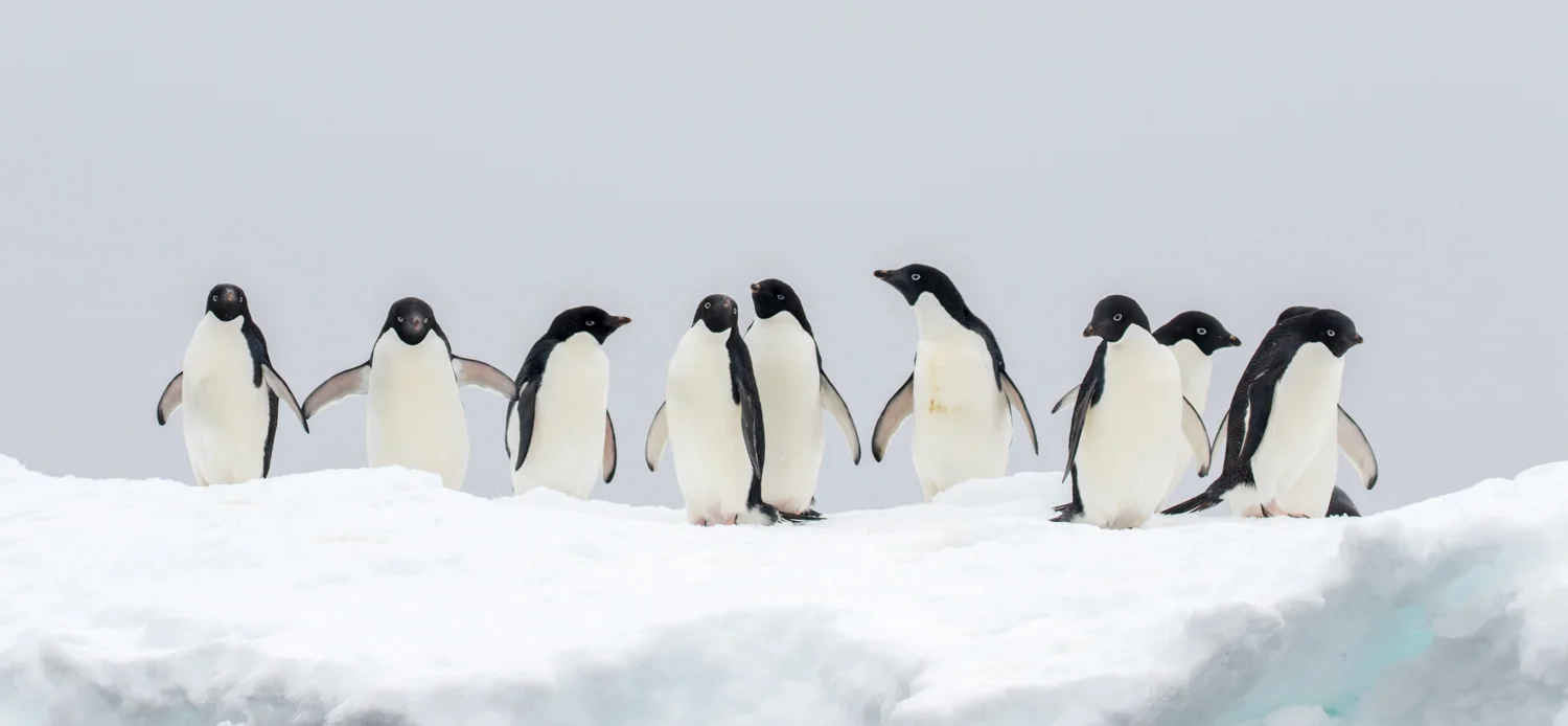 Website_Polar Regions_Low Res (13 of 22).jpg