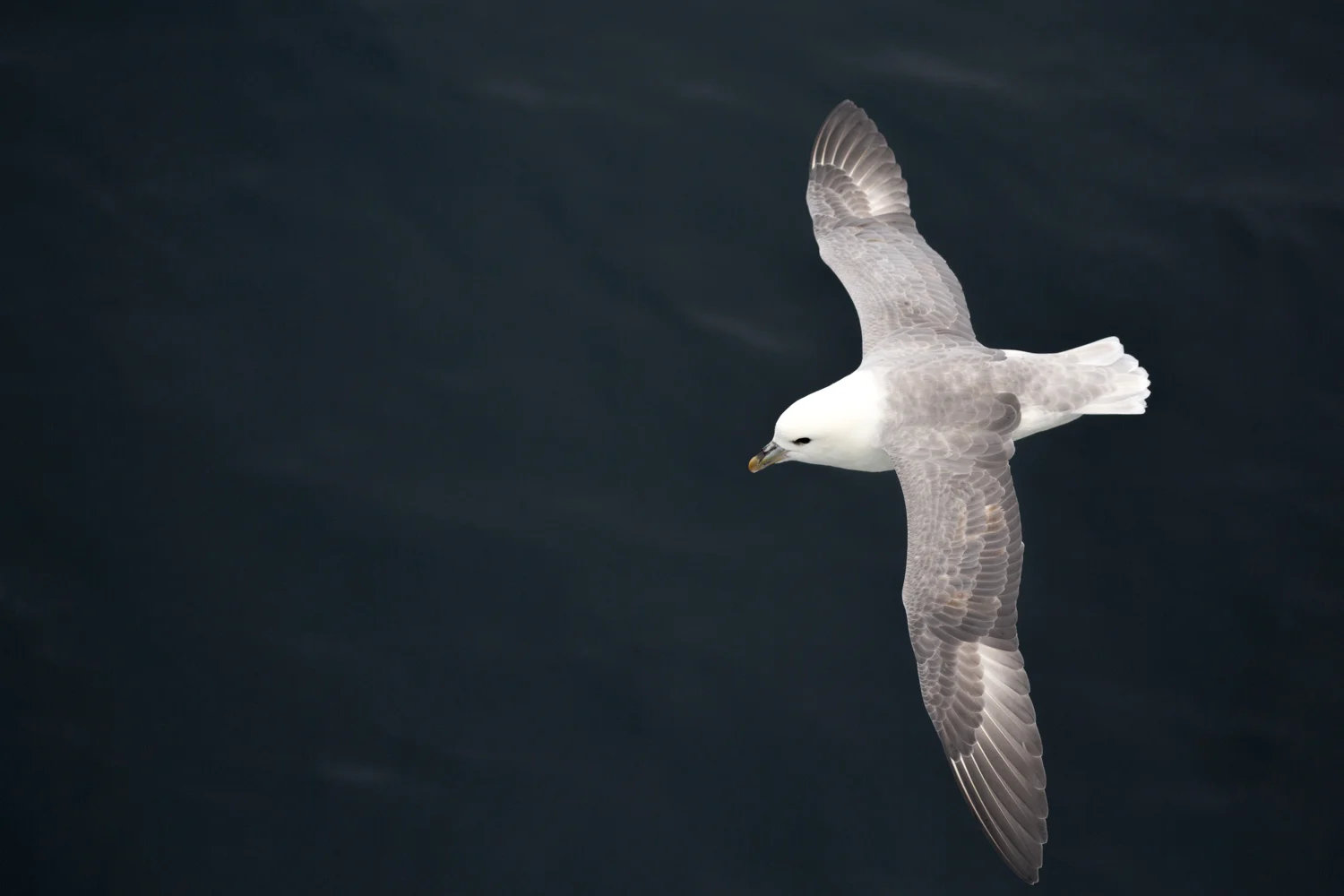 Arctic Webpage Image_Low Res (5 of 8).jpg