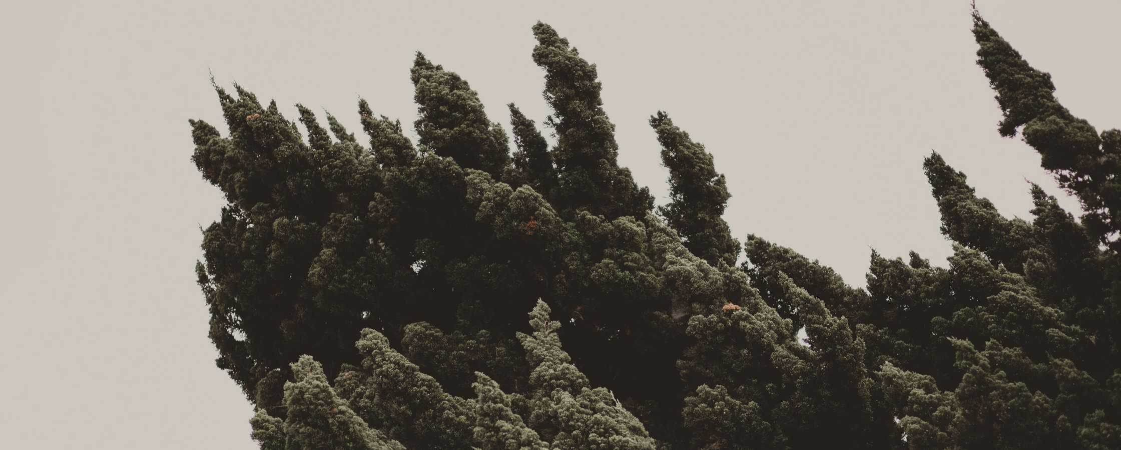 Juniper tree against a gloomy sky