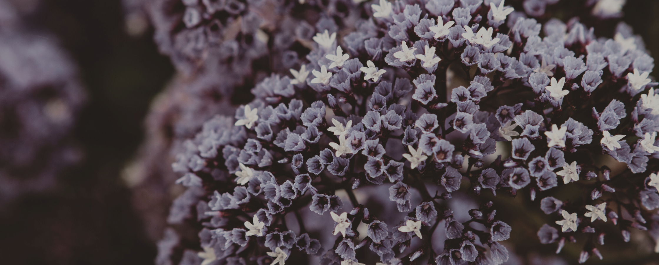 Closeup of small purple flowers