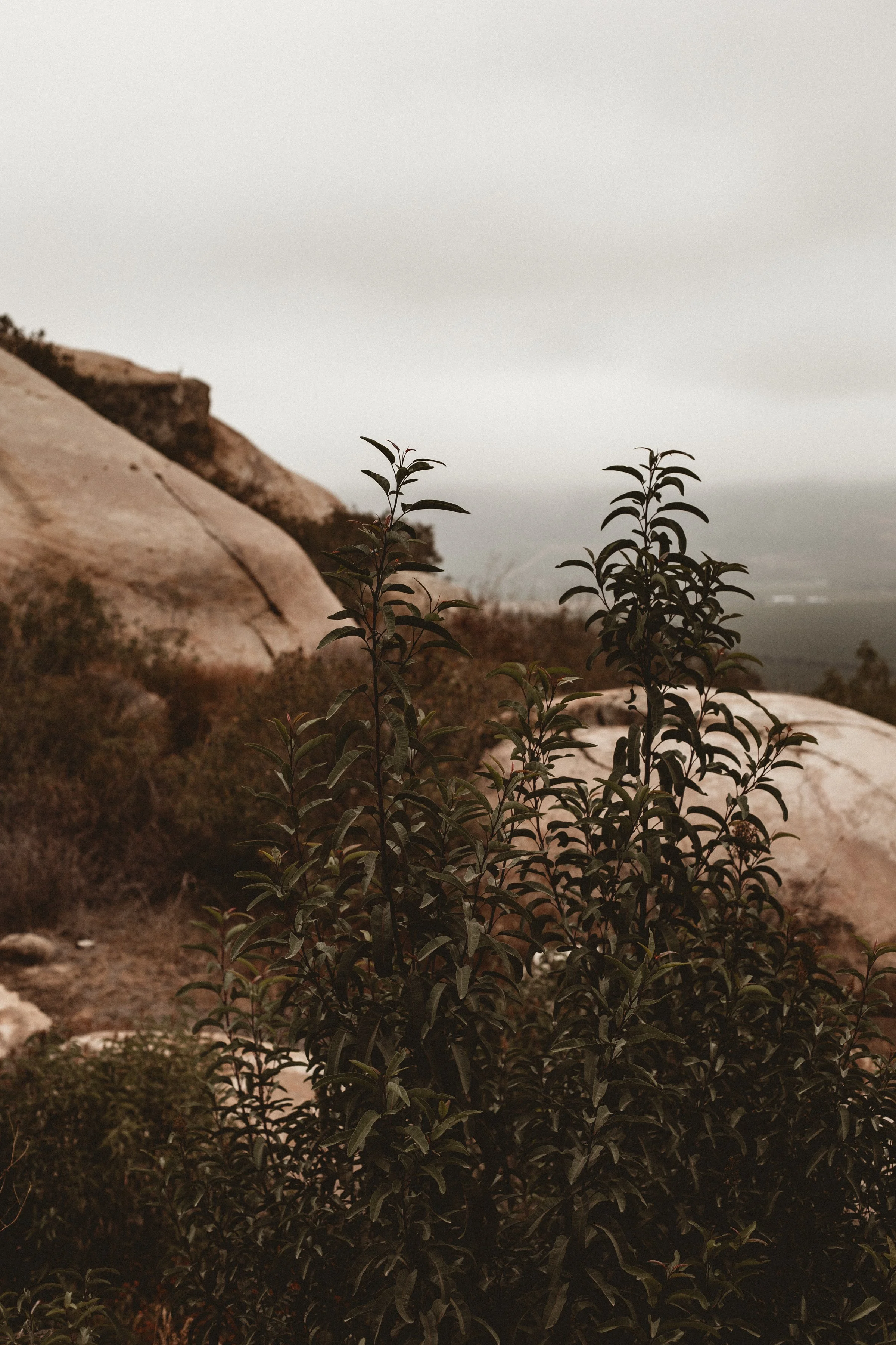 Shoulder high plants with boulders in background