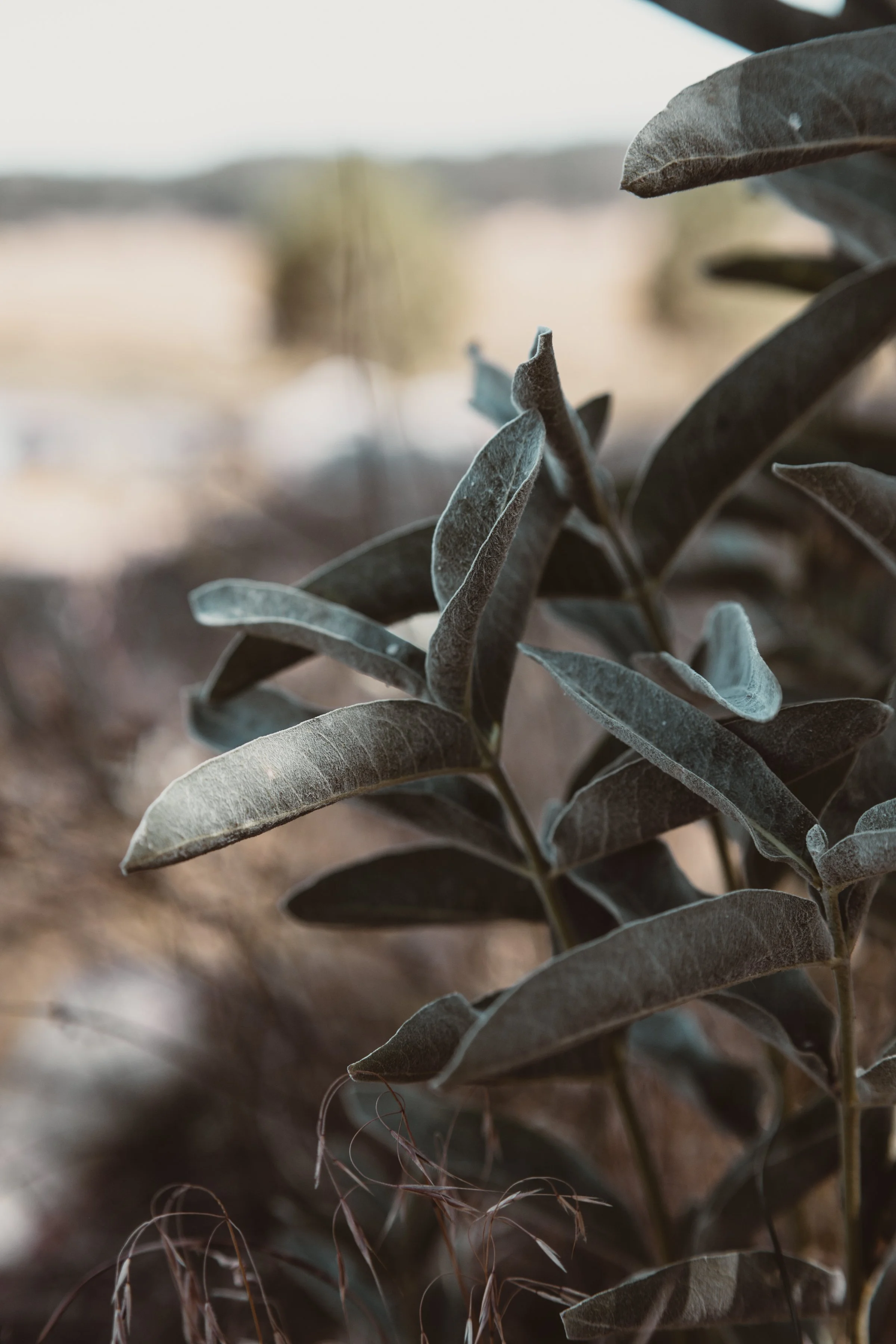 CLEVELAND NATIONAL FOREST IN AUTUMN