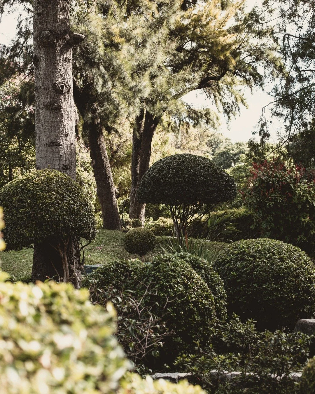 Jard&iacute;n Japon&eacute;s

After over a week of travel, the Jard&iacute;n Japon&eacute;s was a lovely respite away from the busy streets. There was incredible balance and harmony between sculptures, plants, trees, bridges, and ponds. I enjoyed eve
