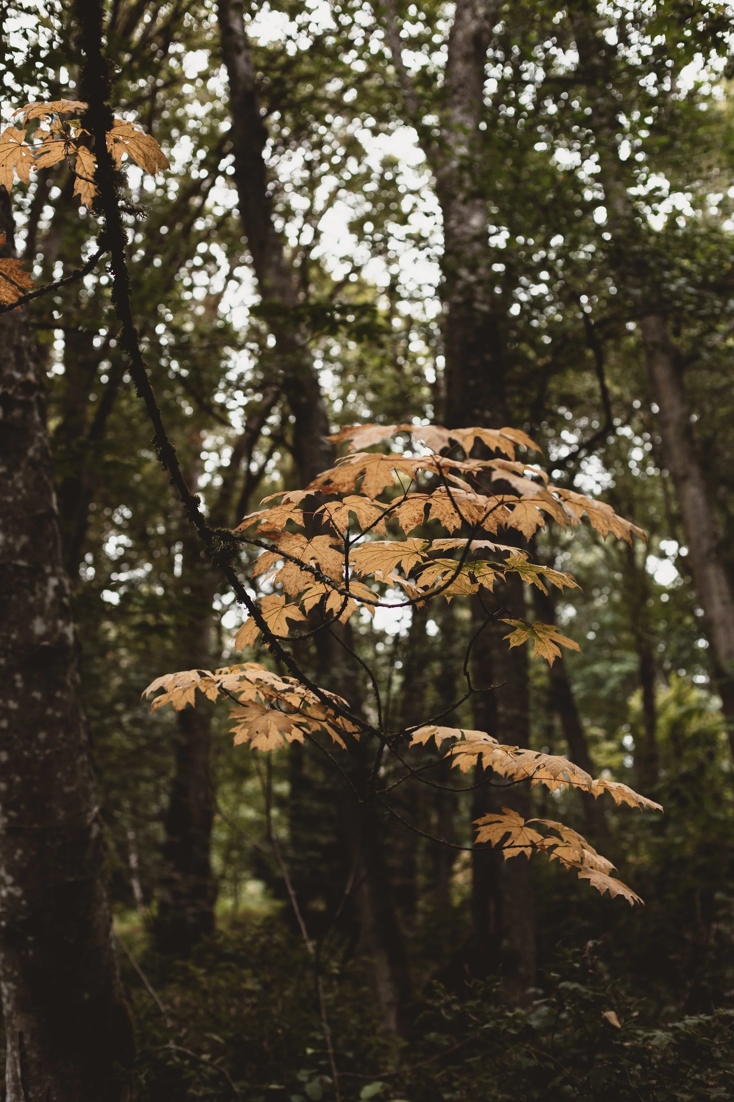 SEASONS | SUE HUBBELL