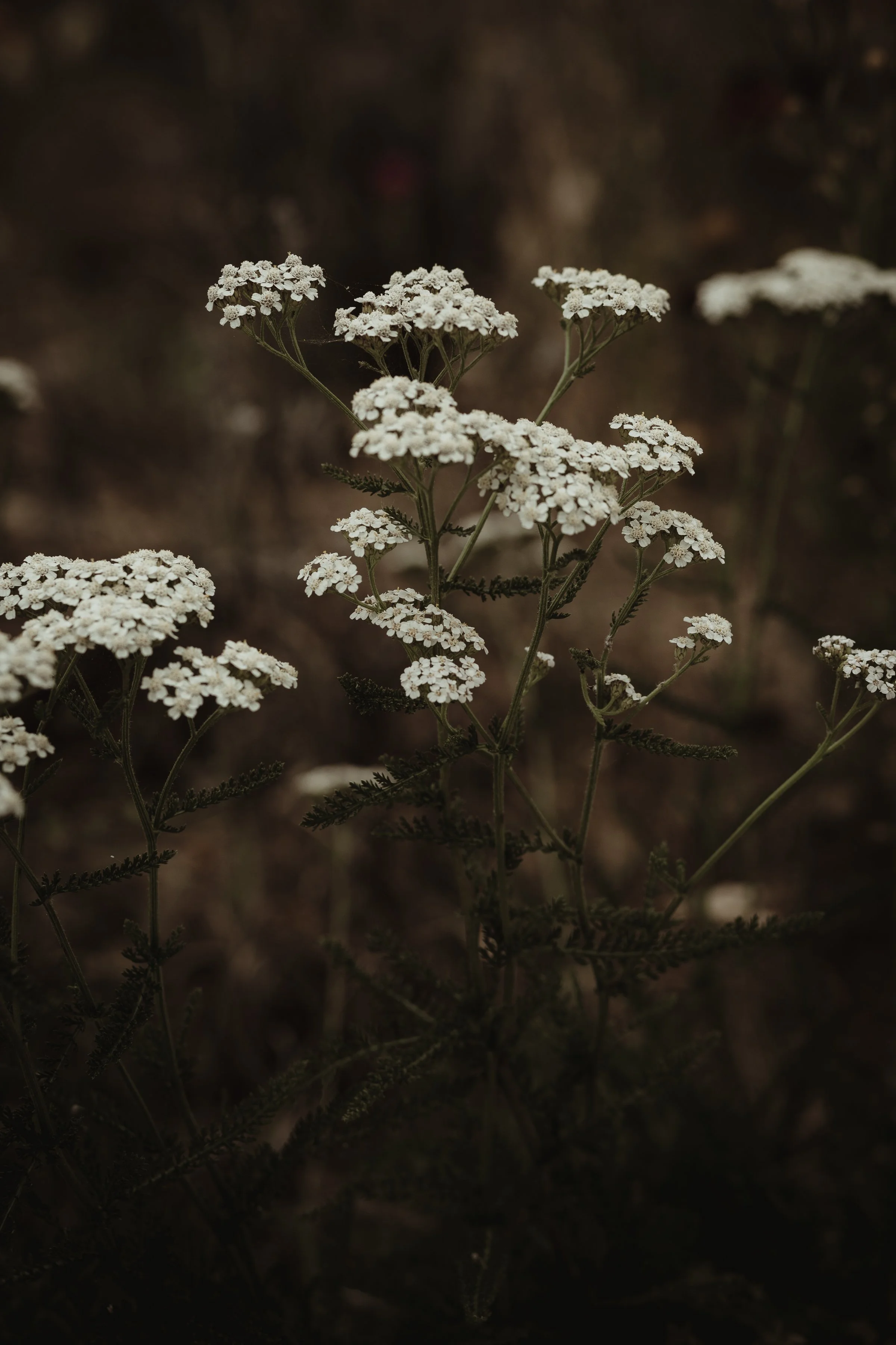 NATURAL WORLD | MARY OLIVER