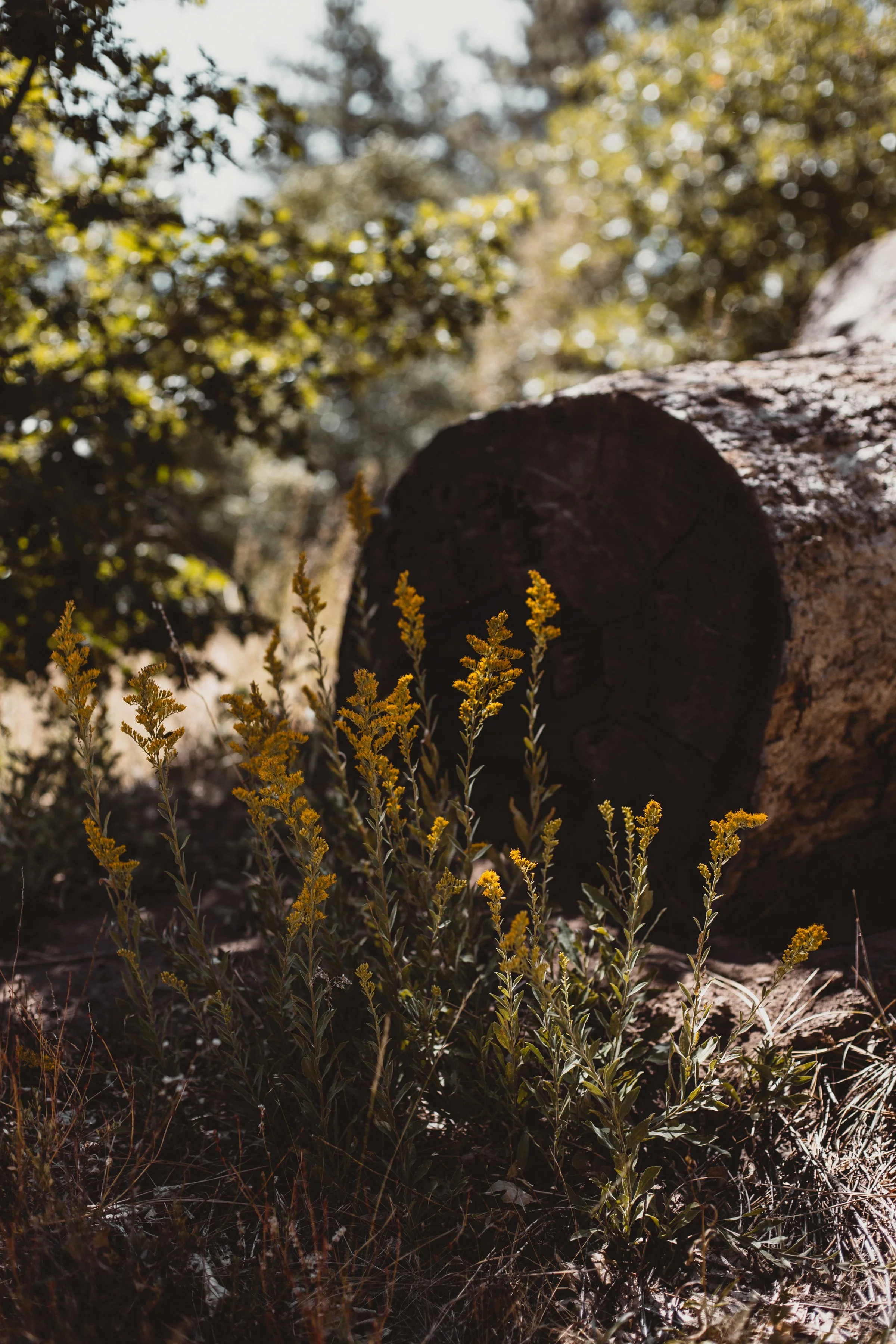 CLEVELAND NATIONAL FOREST IN AUTUMN