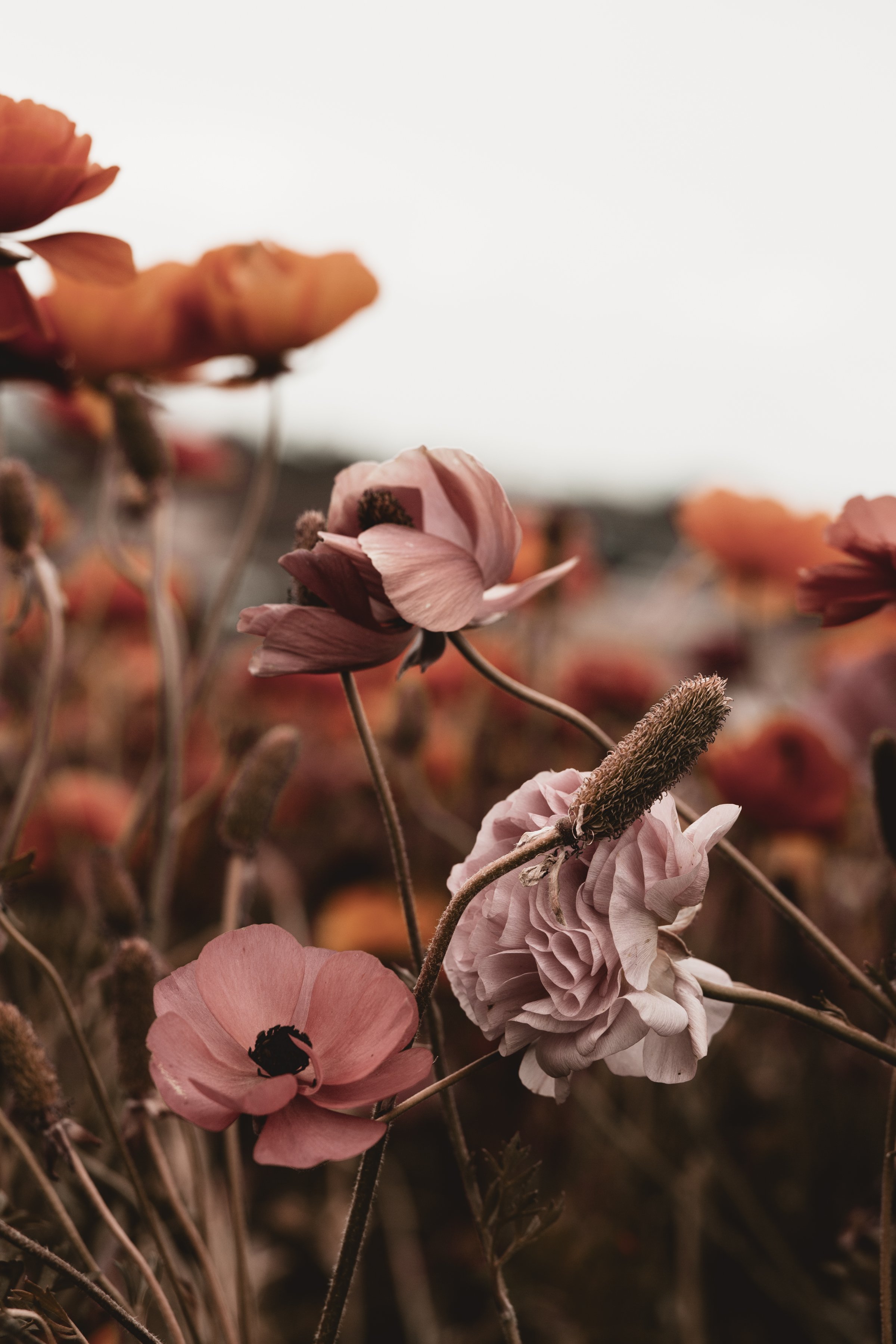 CARLSBAD FLOWER FIELDS