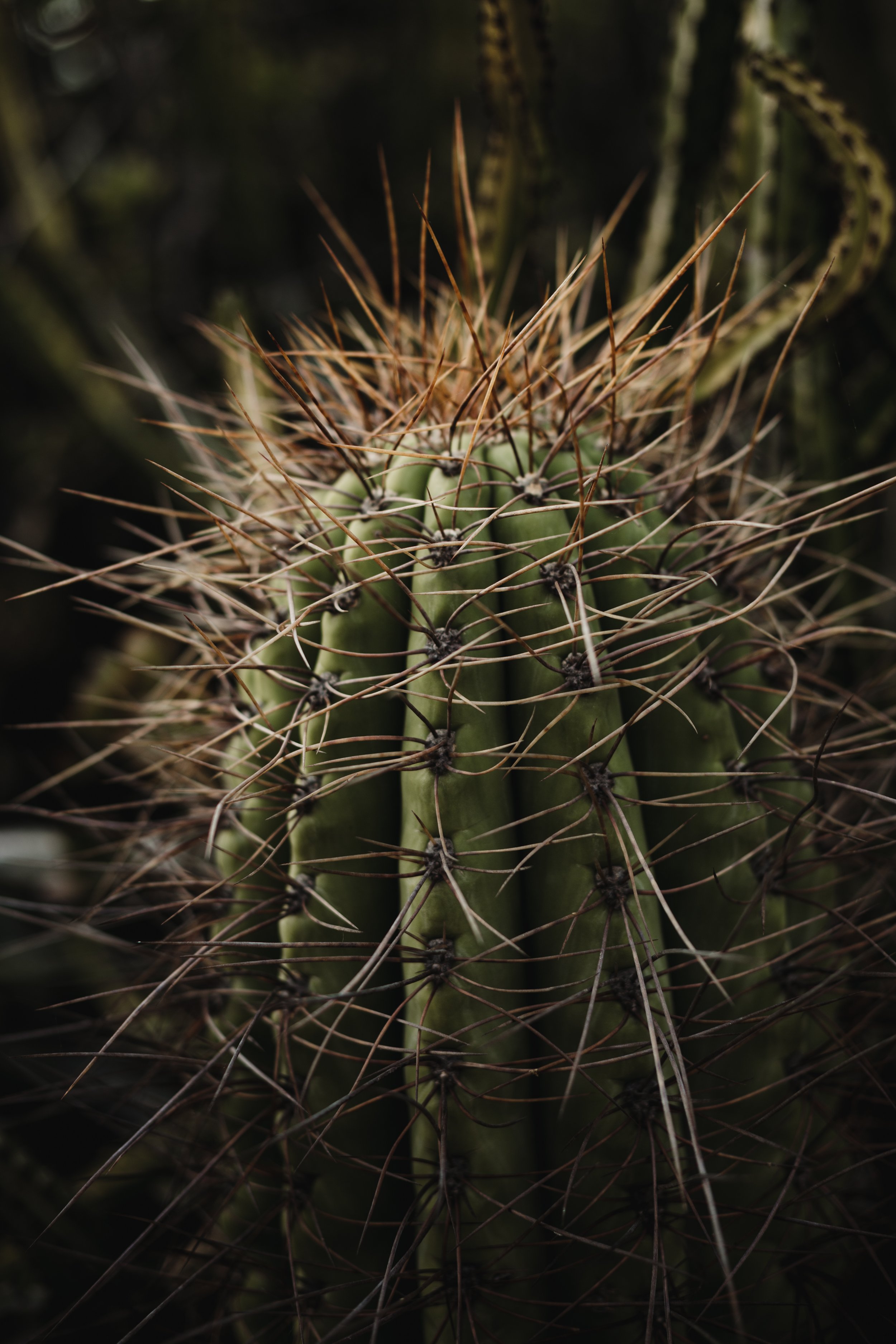 SAN DIEGO CACTUS GARDEN IN SPRING
