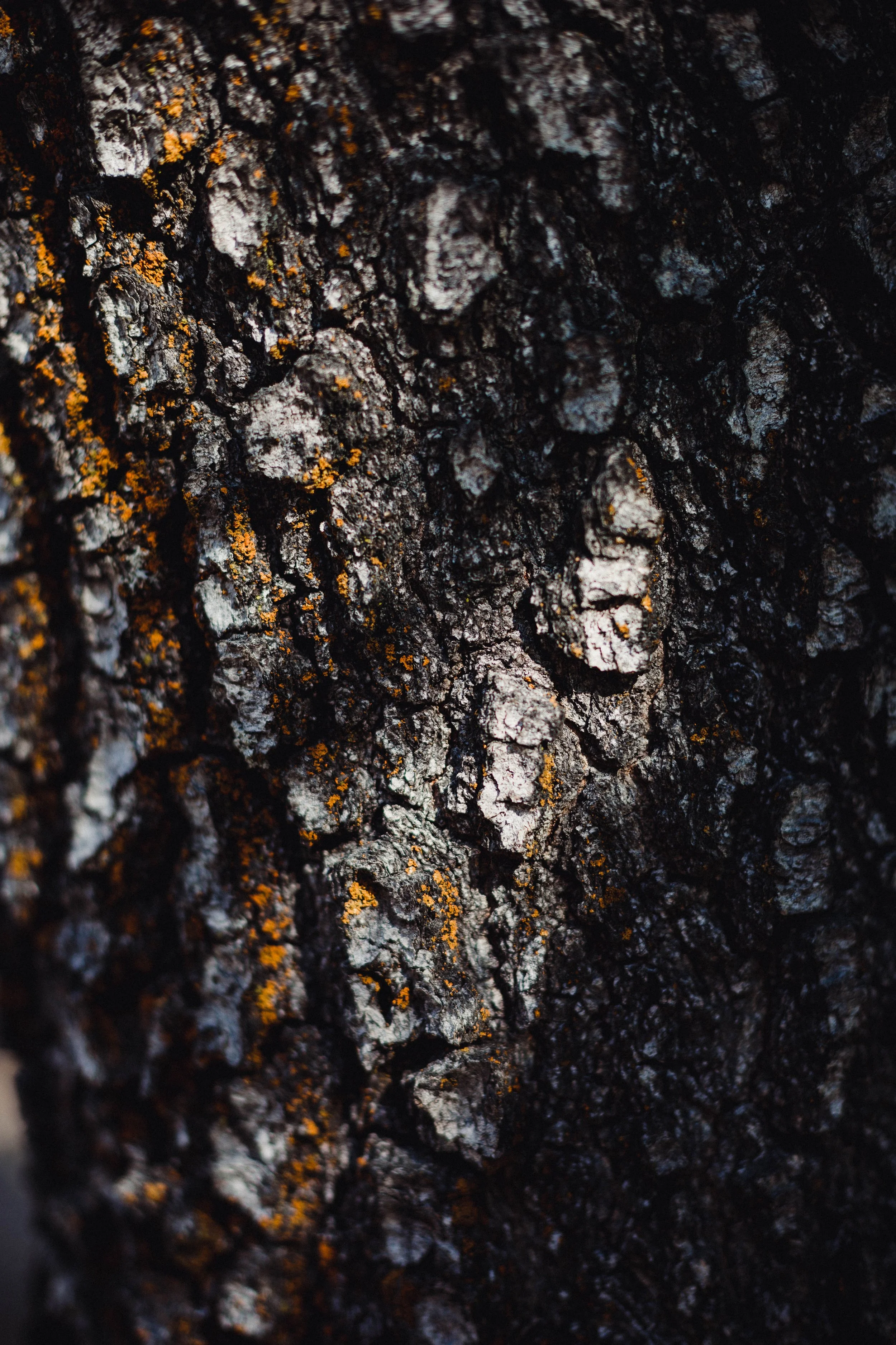 SAN BERNARDINO NATIONAL FOREST IN AUTUMN