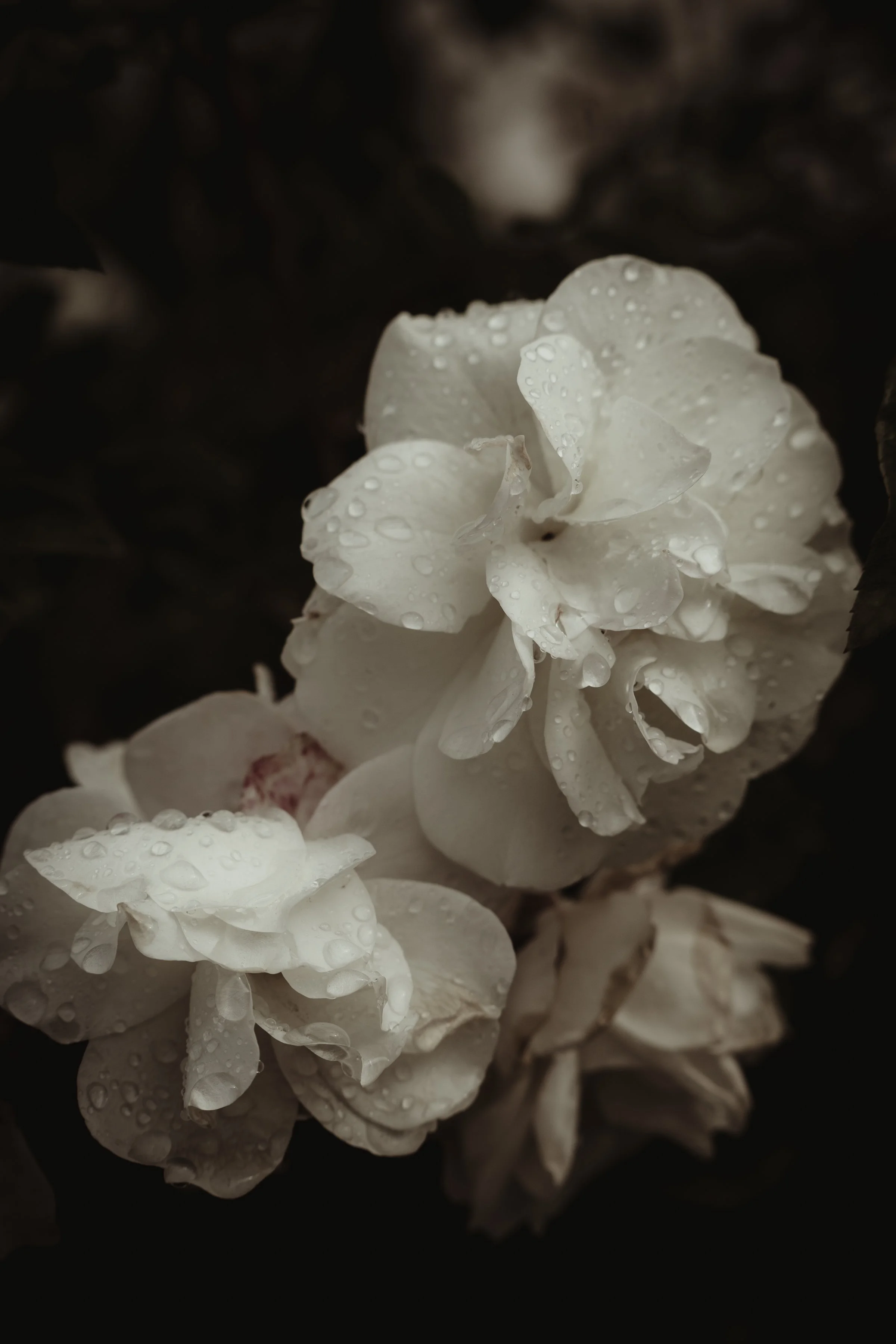 HAPPINESS AND TRAGEDY