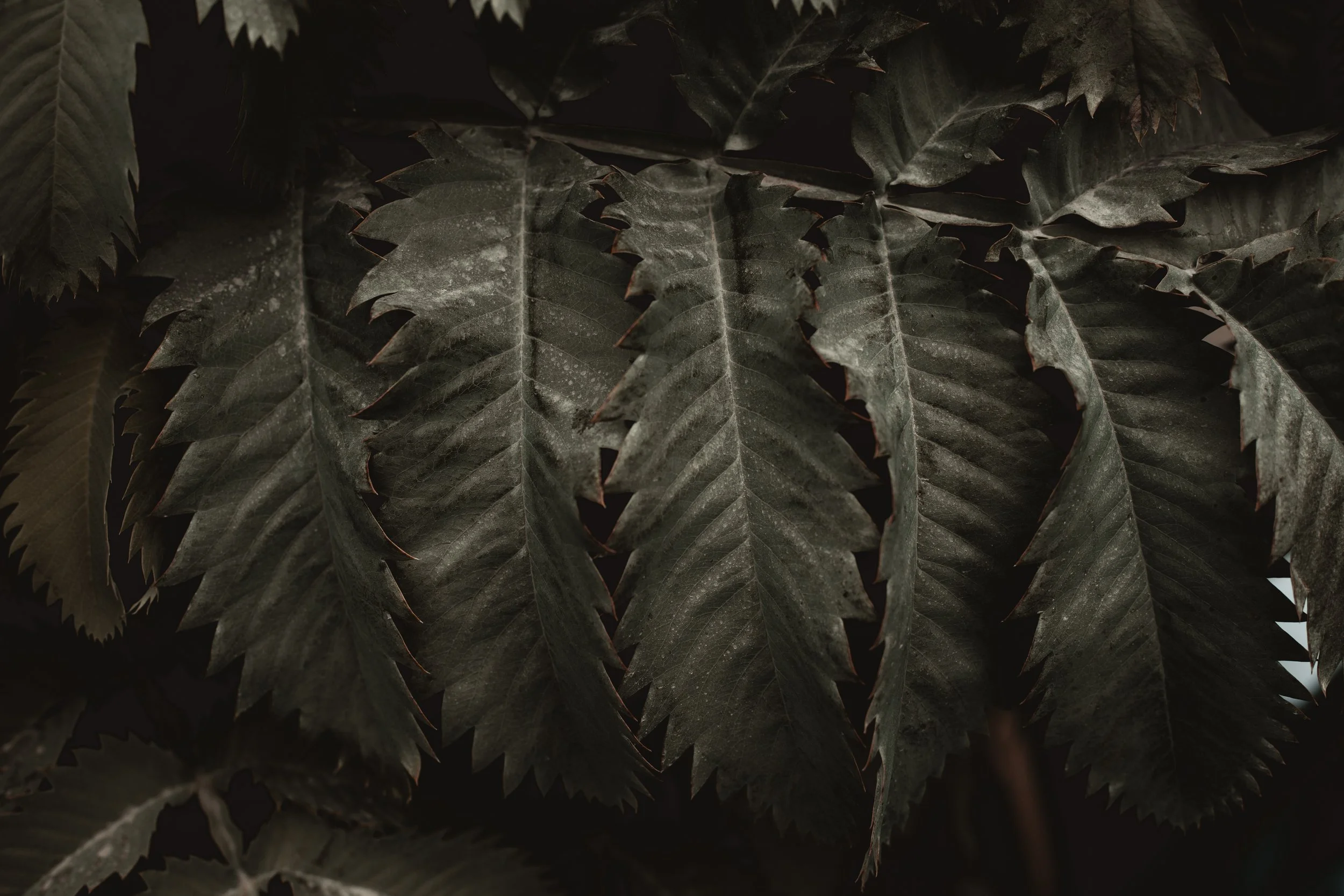 JUNE 2025 READING LIST