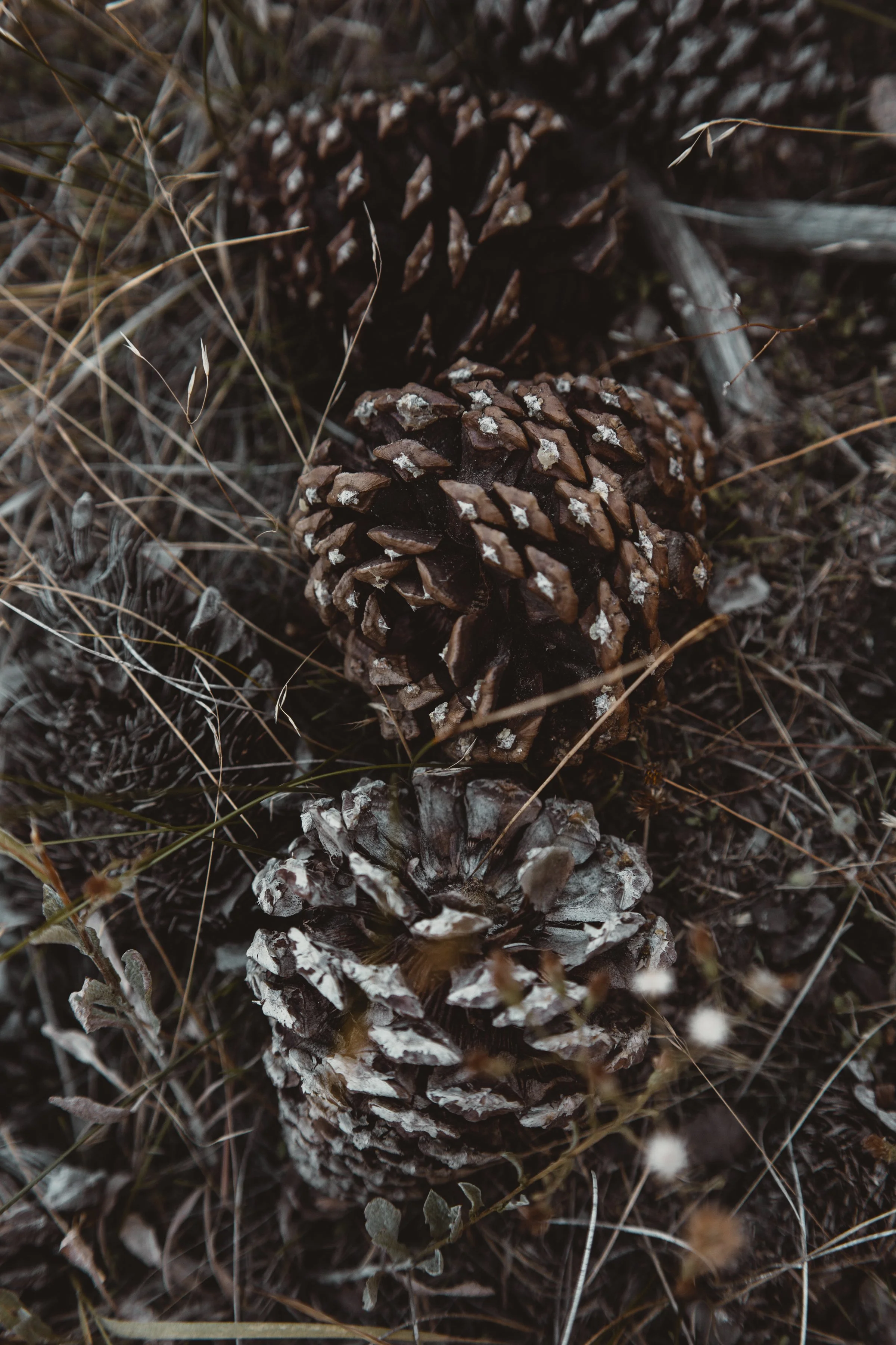 CLEVELAND NATIONAL FOREST IN AUTUMN
