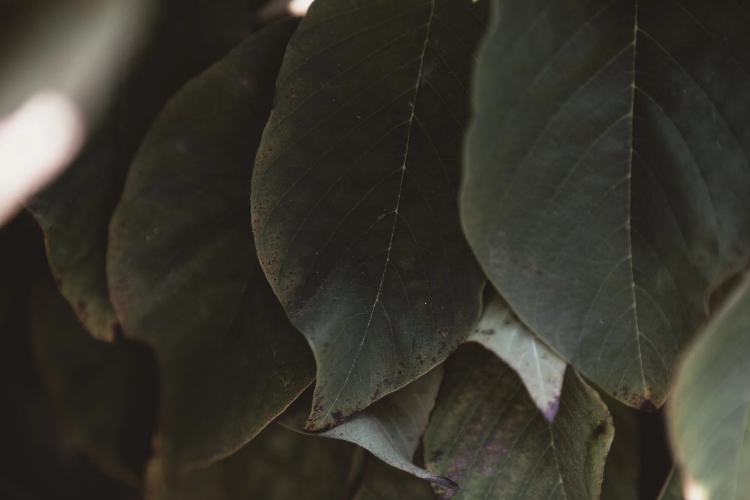 THE SECRET OF LIFE | PAULO COELHO