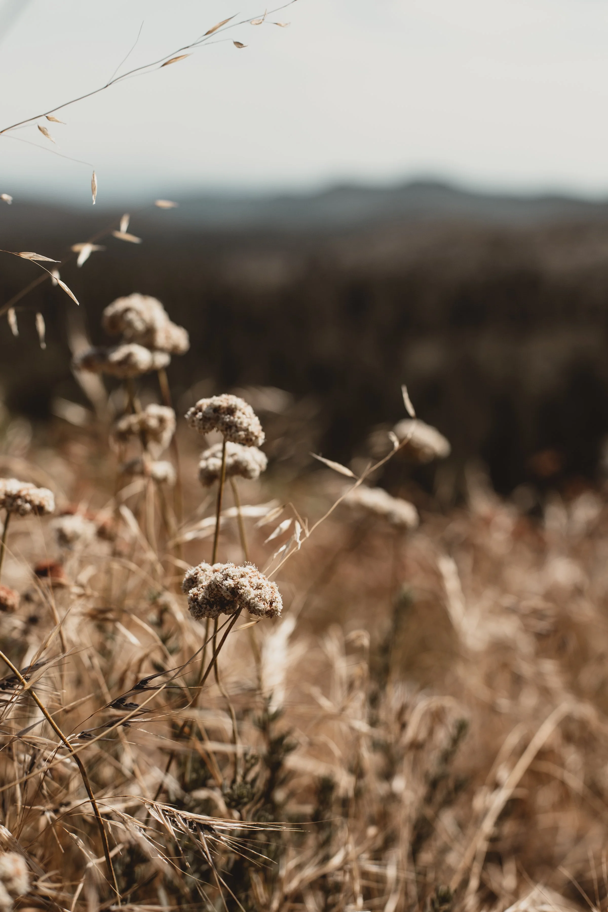CLEVELAND NATIONAL FOREST IN AUTUMN