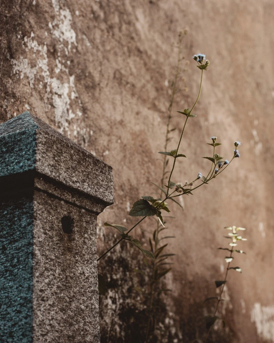 LIFE AMIDST DEATH
The cemetery is not just historical; it remains active and open as a resting place for the recently departed. Amid the many structures for the dead, signs of life are scattered throughout. The circular symbolism of death and life is