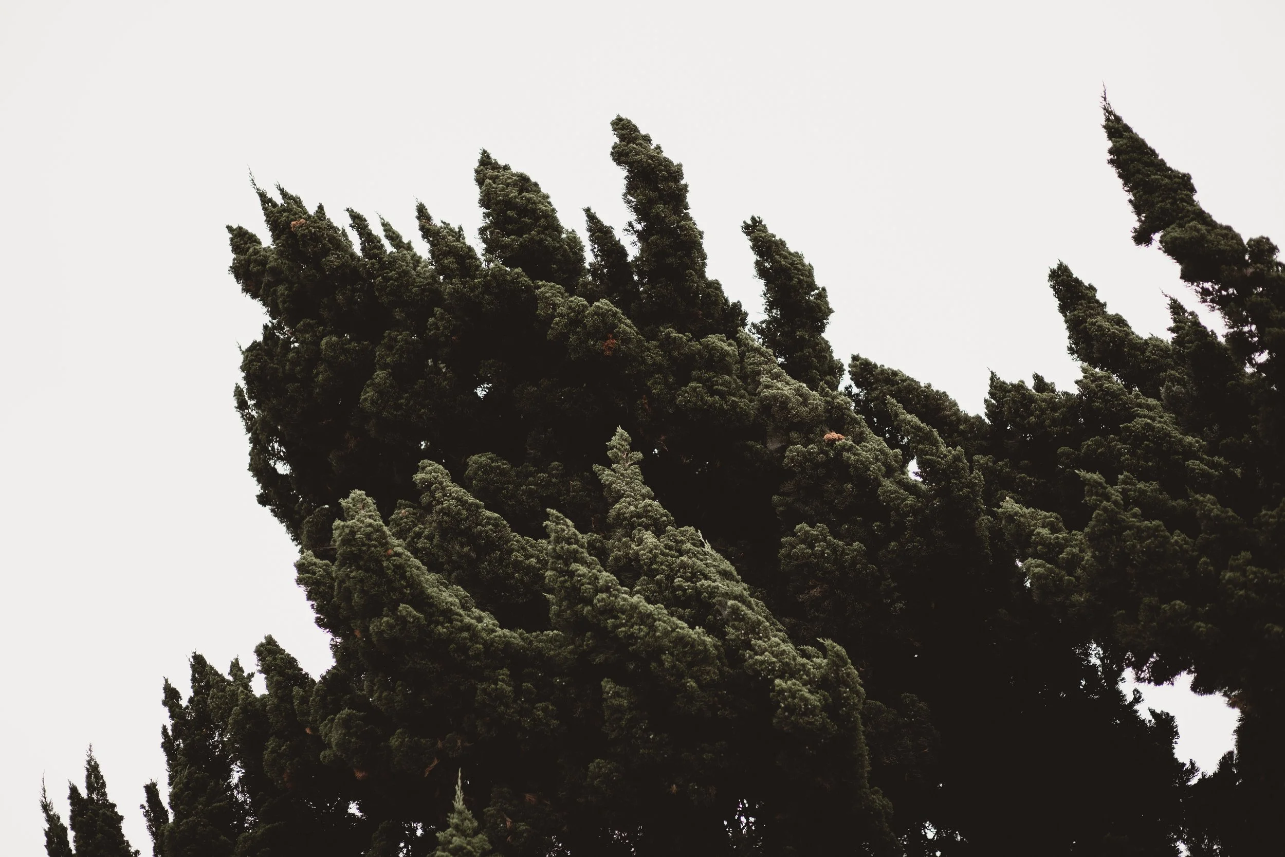 SOCIETAL CONFLICT | ANYA SETON