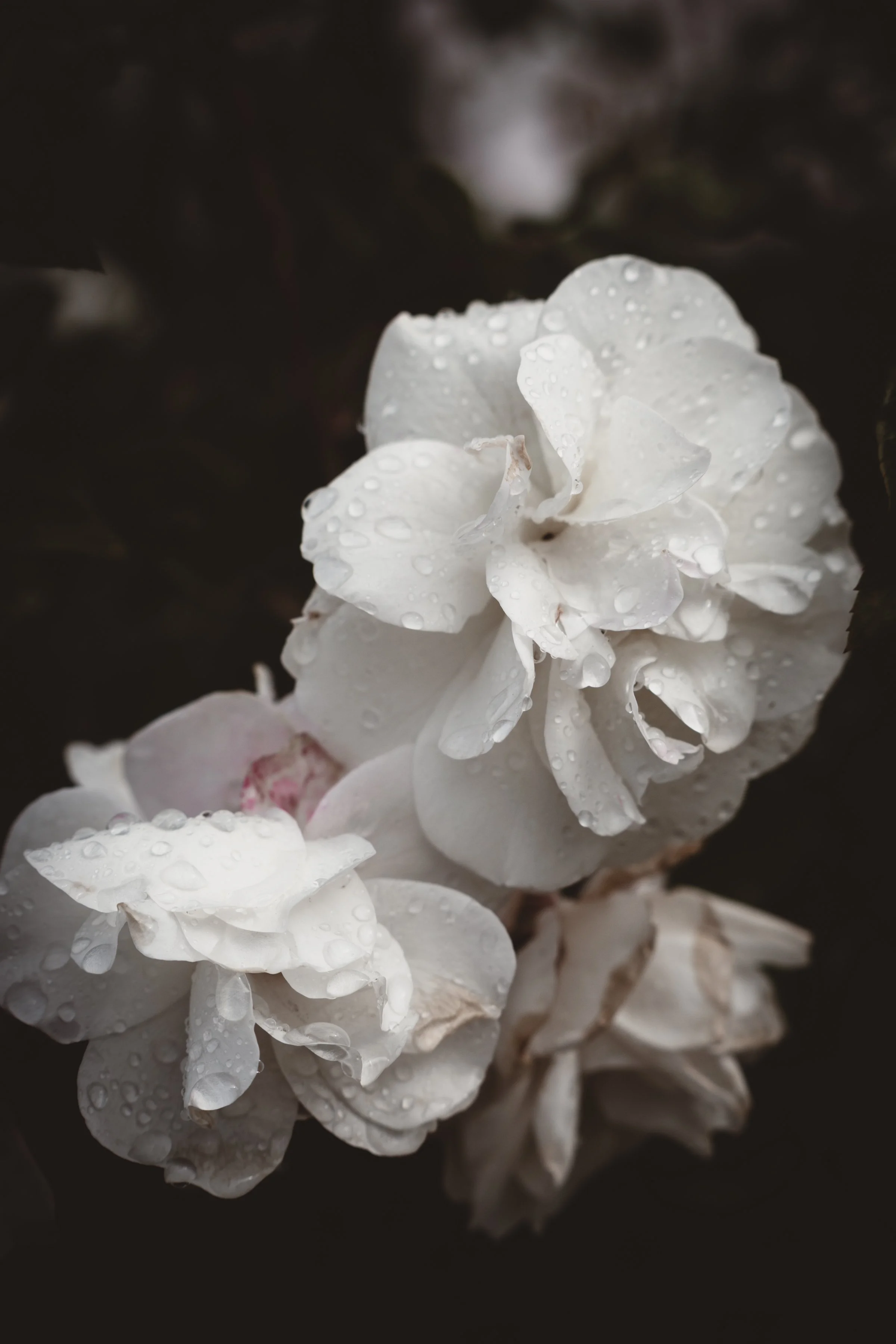 TRAGEDY AND DEVOTION | JENNIFER WORTH