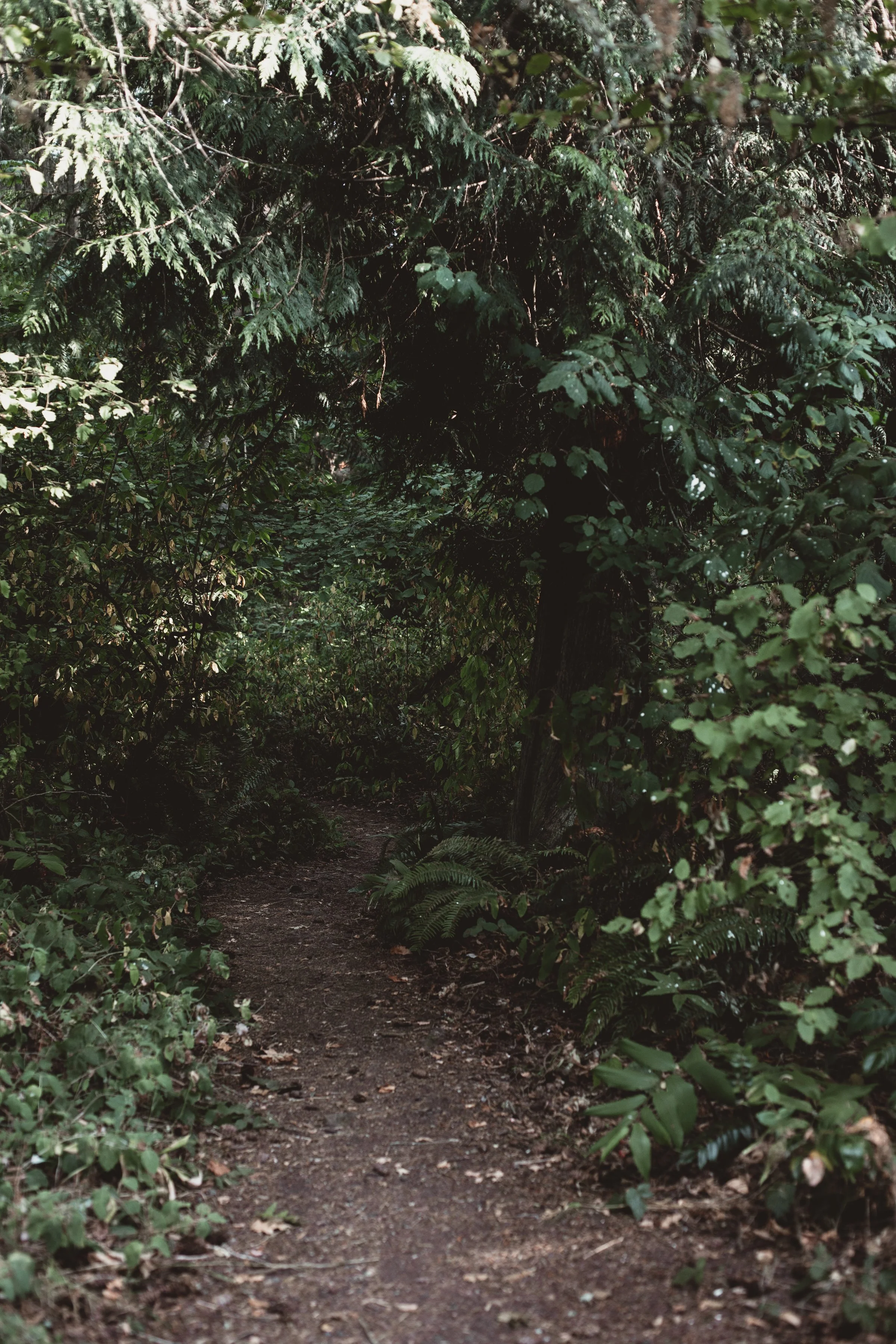 Seattle in Summer