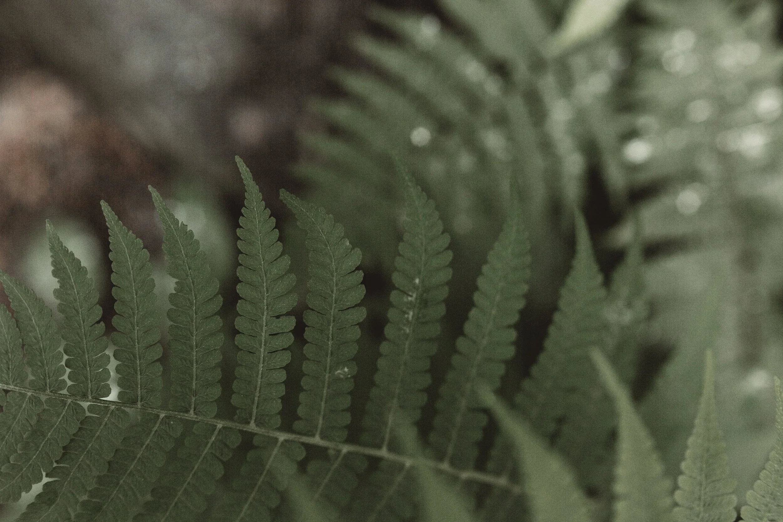 A New Blog | Origins of Kinship Journal