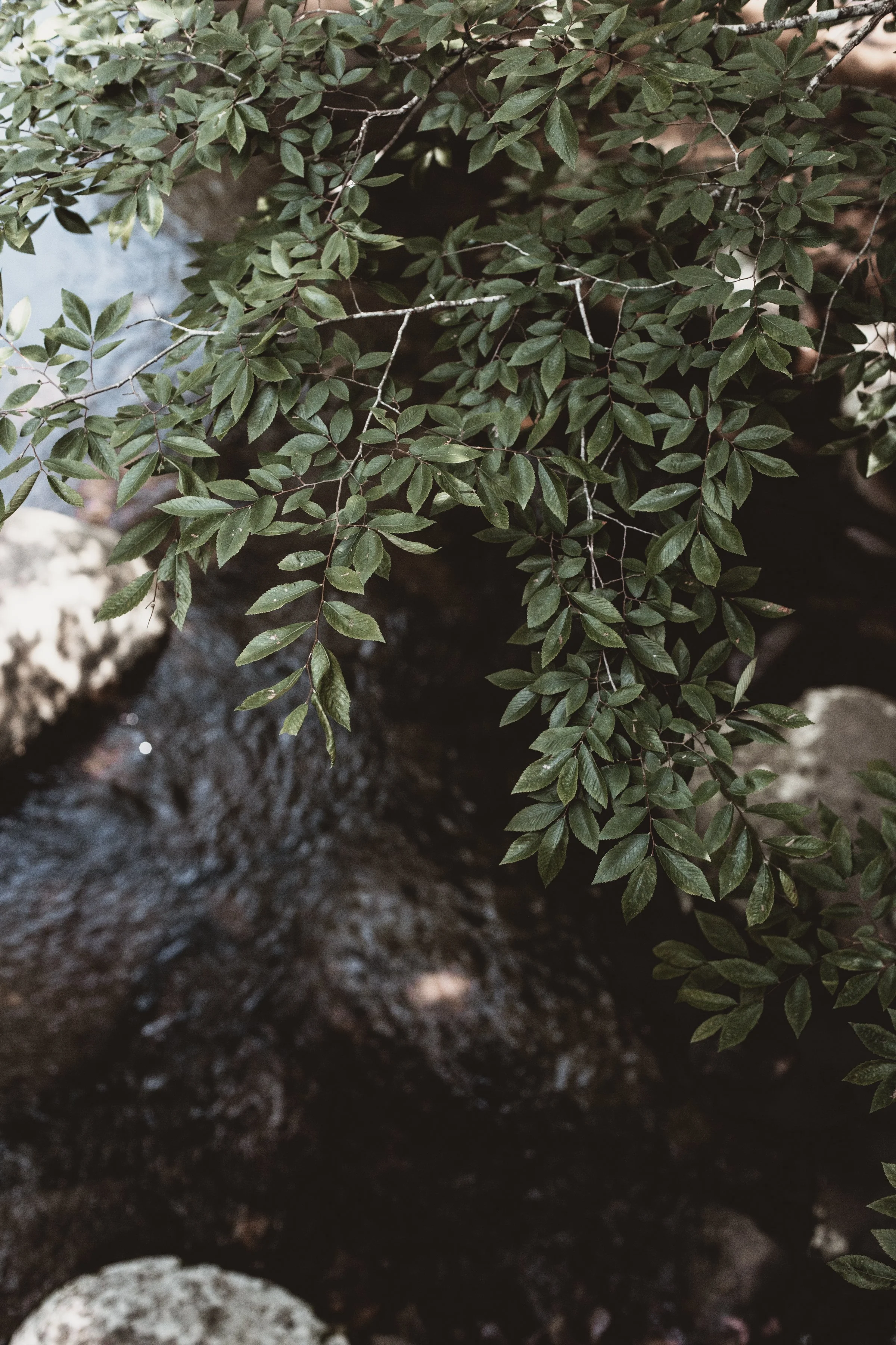 SMOKY MOUNTAINS IN SUMMER