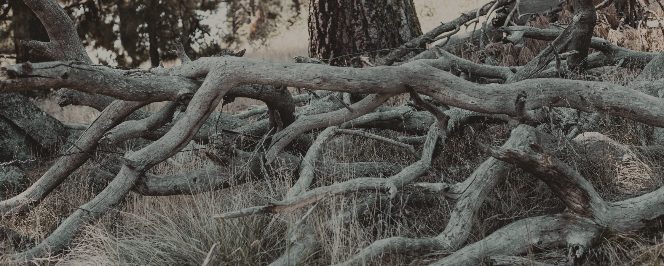 Collection of dried branches bleached light gray from the sun