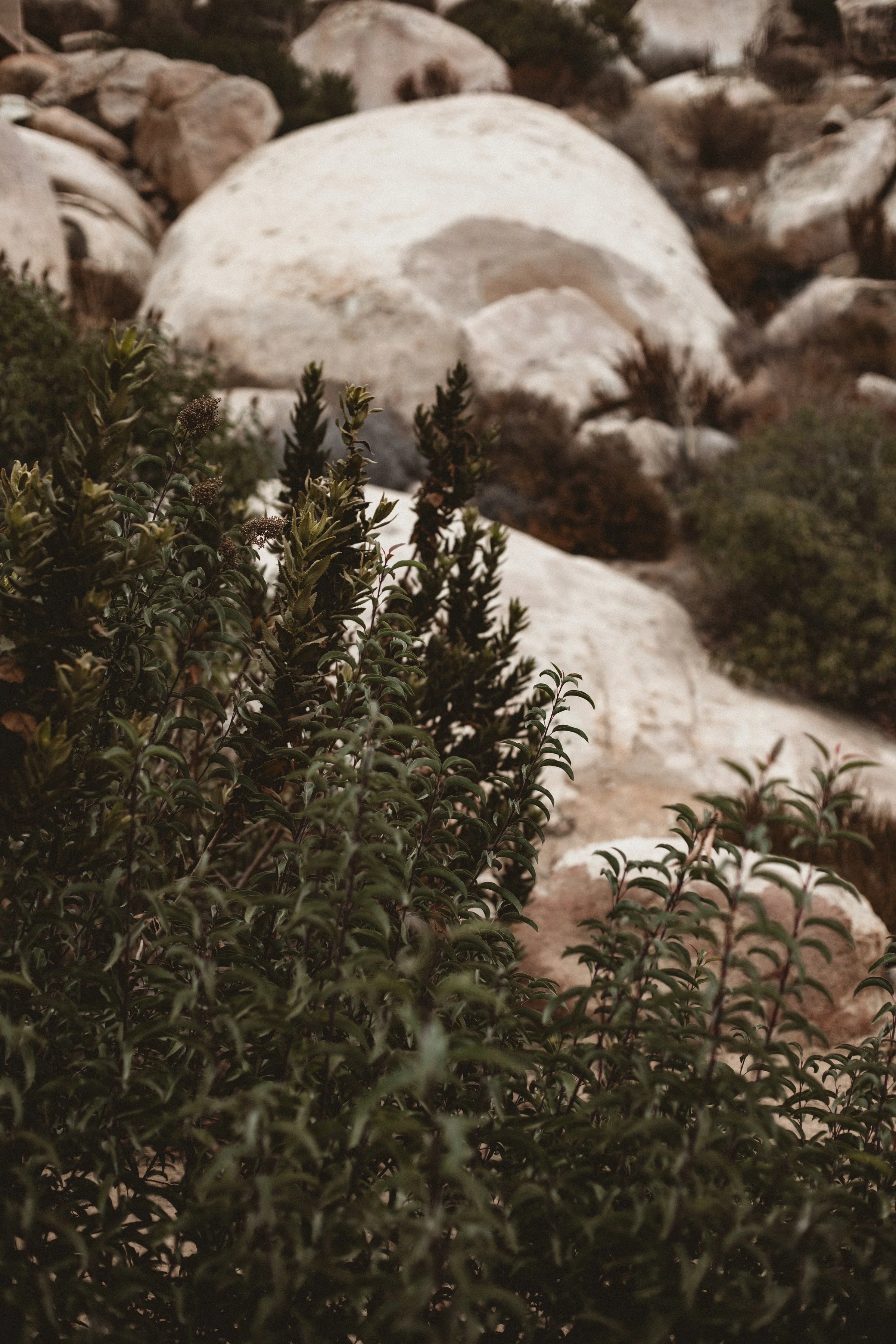 Boulders and green shrubbery