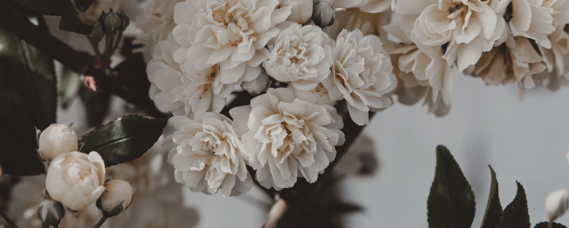 Small ivory roses on a branch