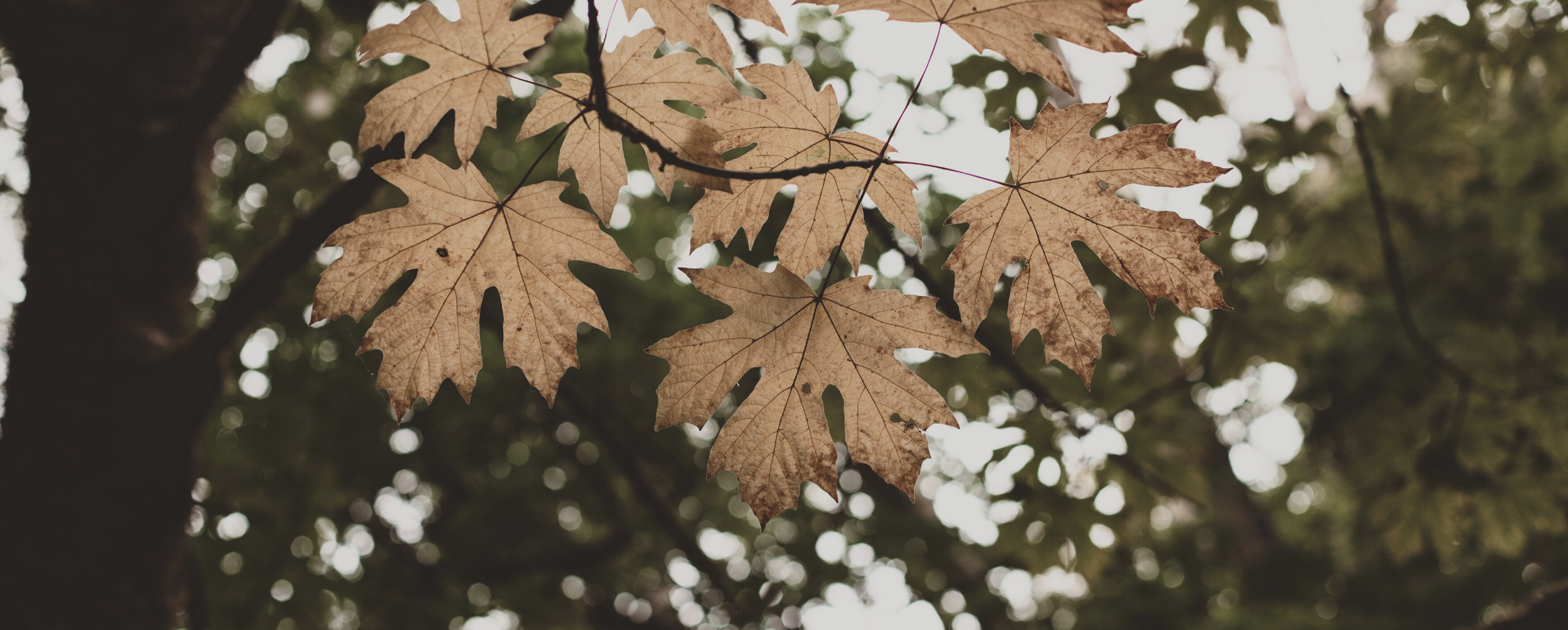 Golden maple tree leaves