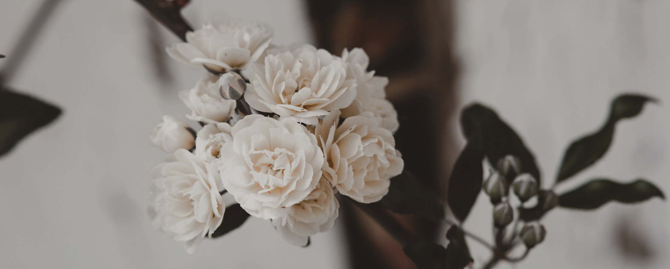 Bunched small white roses