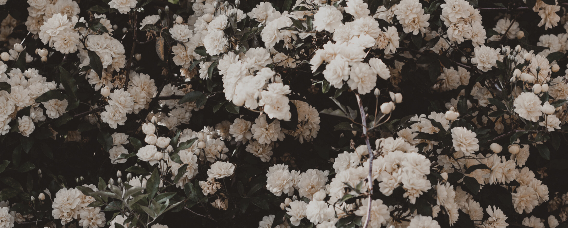 Spray of small ivory roses
