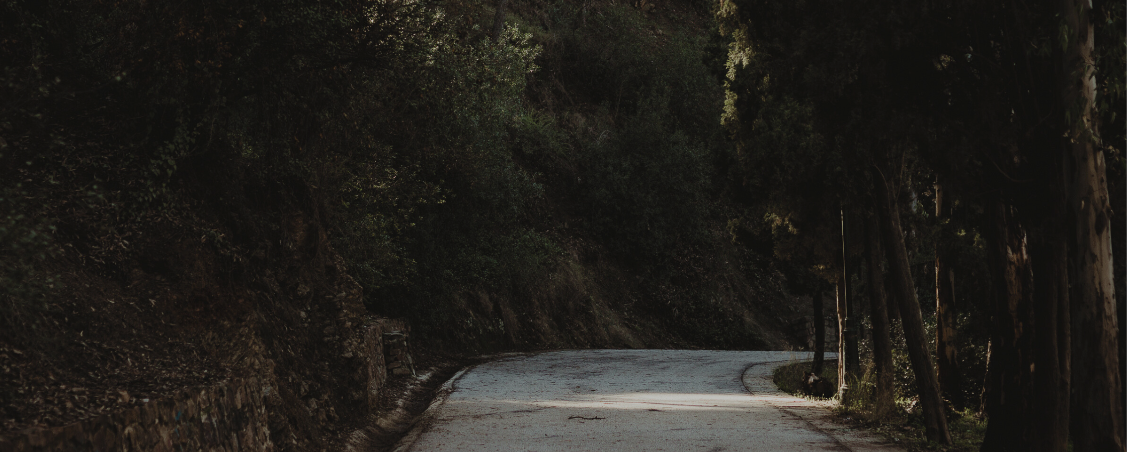 Thin ray of light peeking though the trees on a paved path
