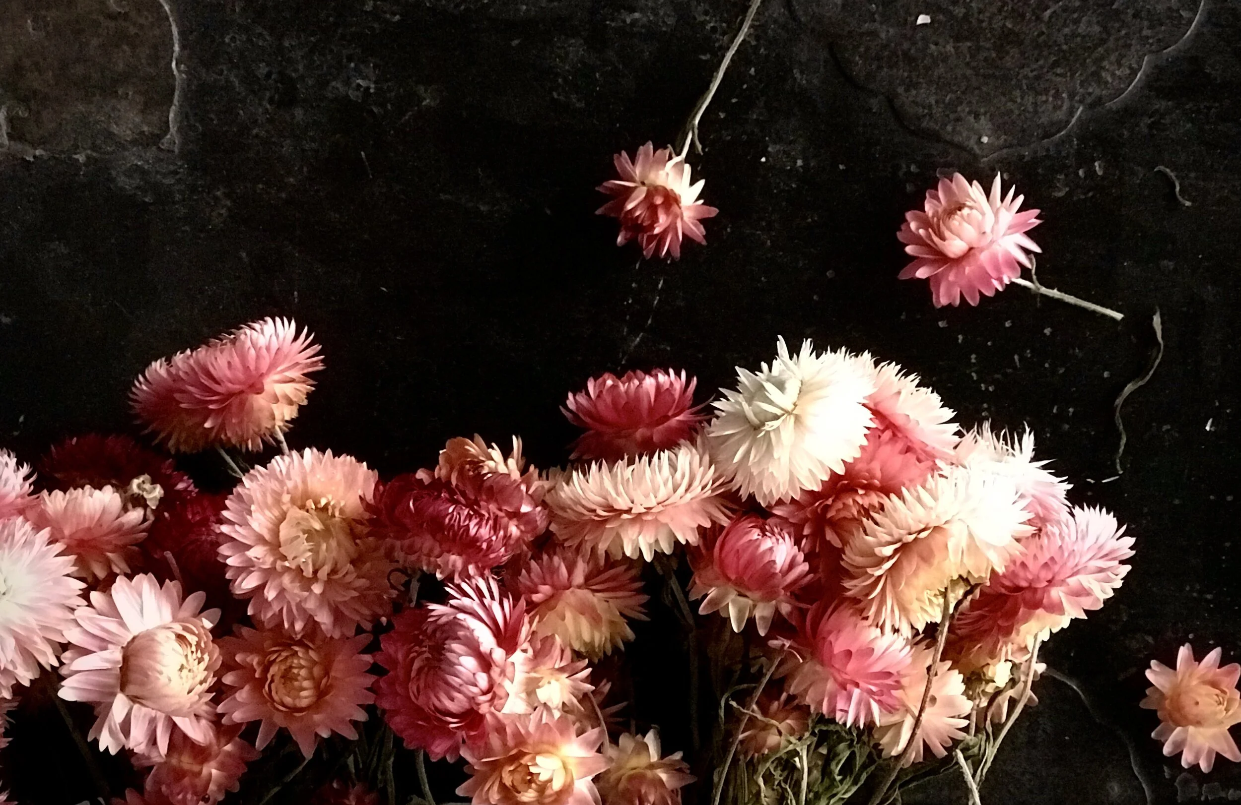 DRIED CHRYSANTHEMUMS STILL LIFE