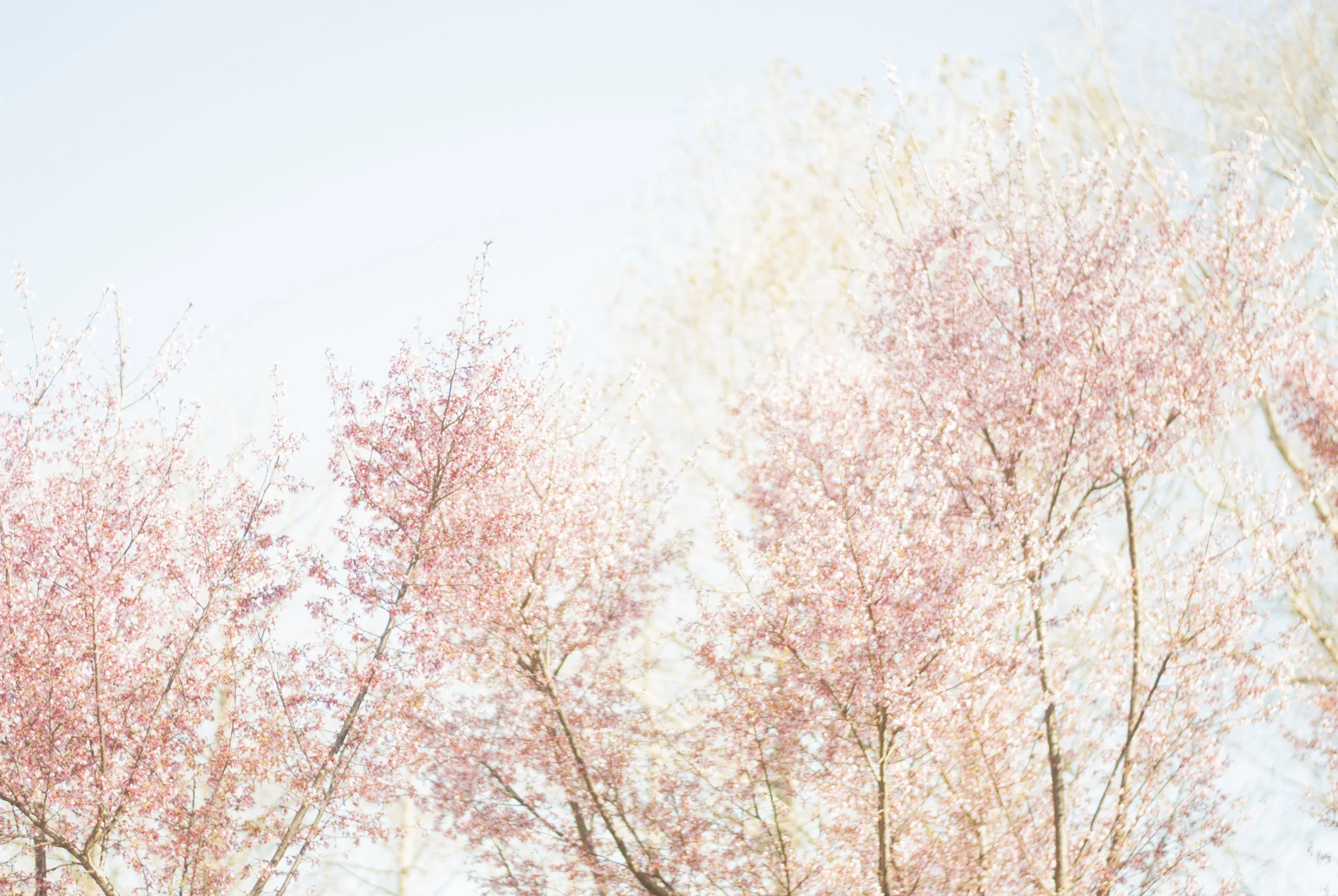cherry13.jpg