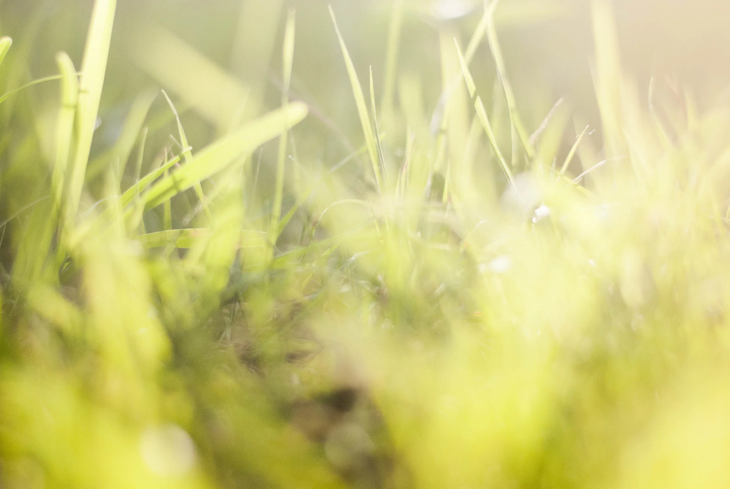 grass1233.jpg