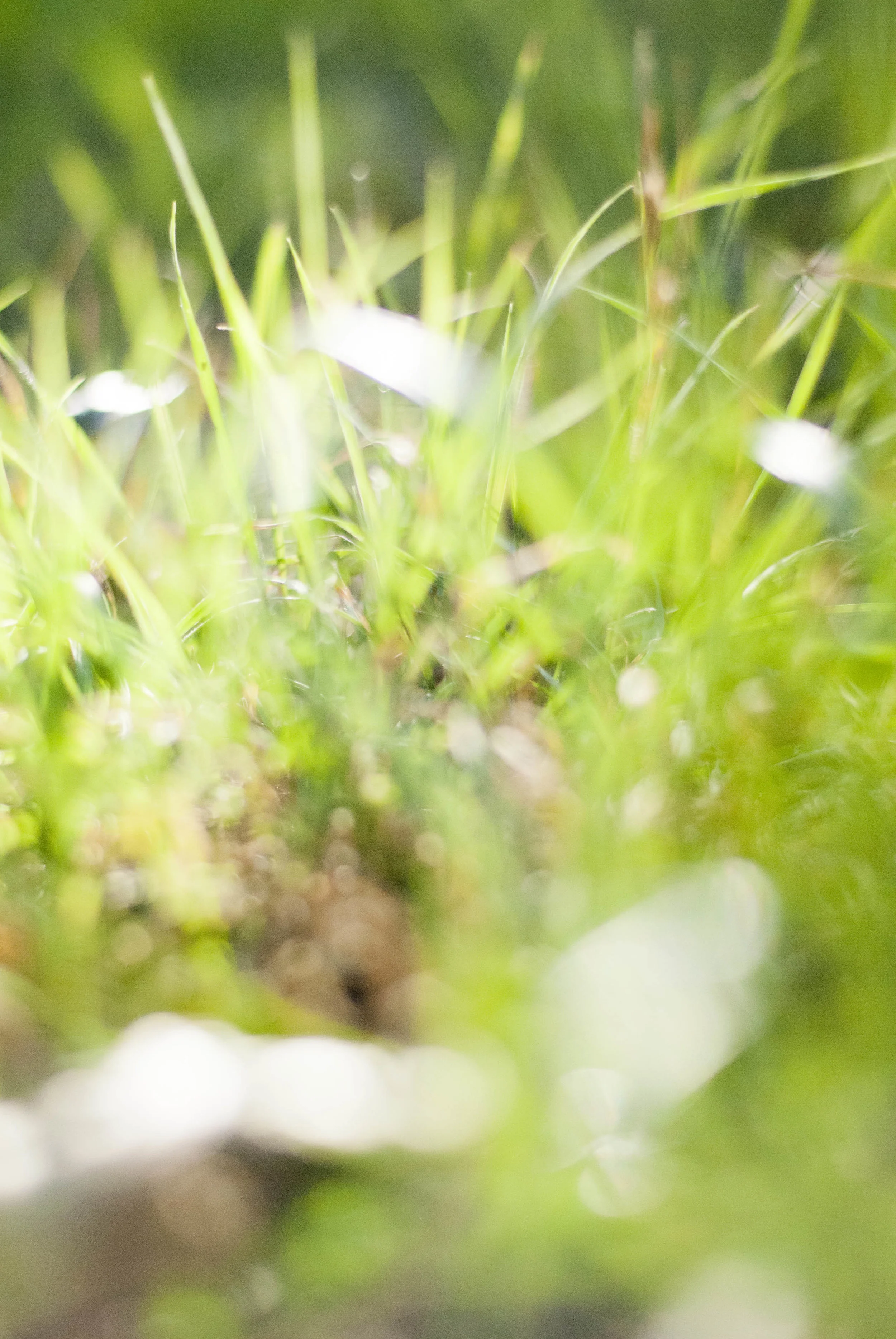grass11.jpg