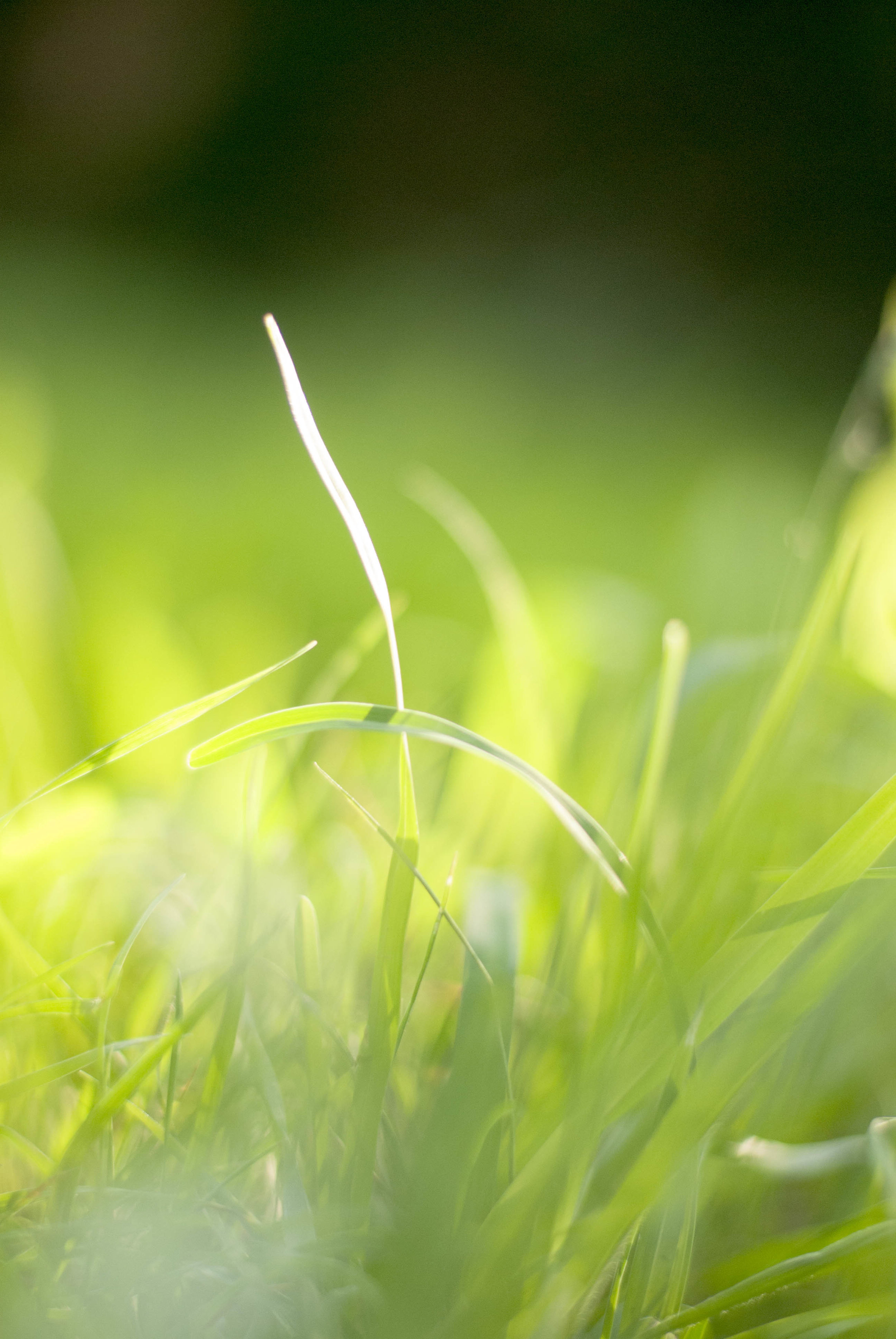 moregrass.jpg
