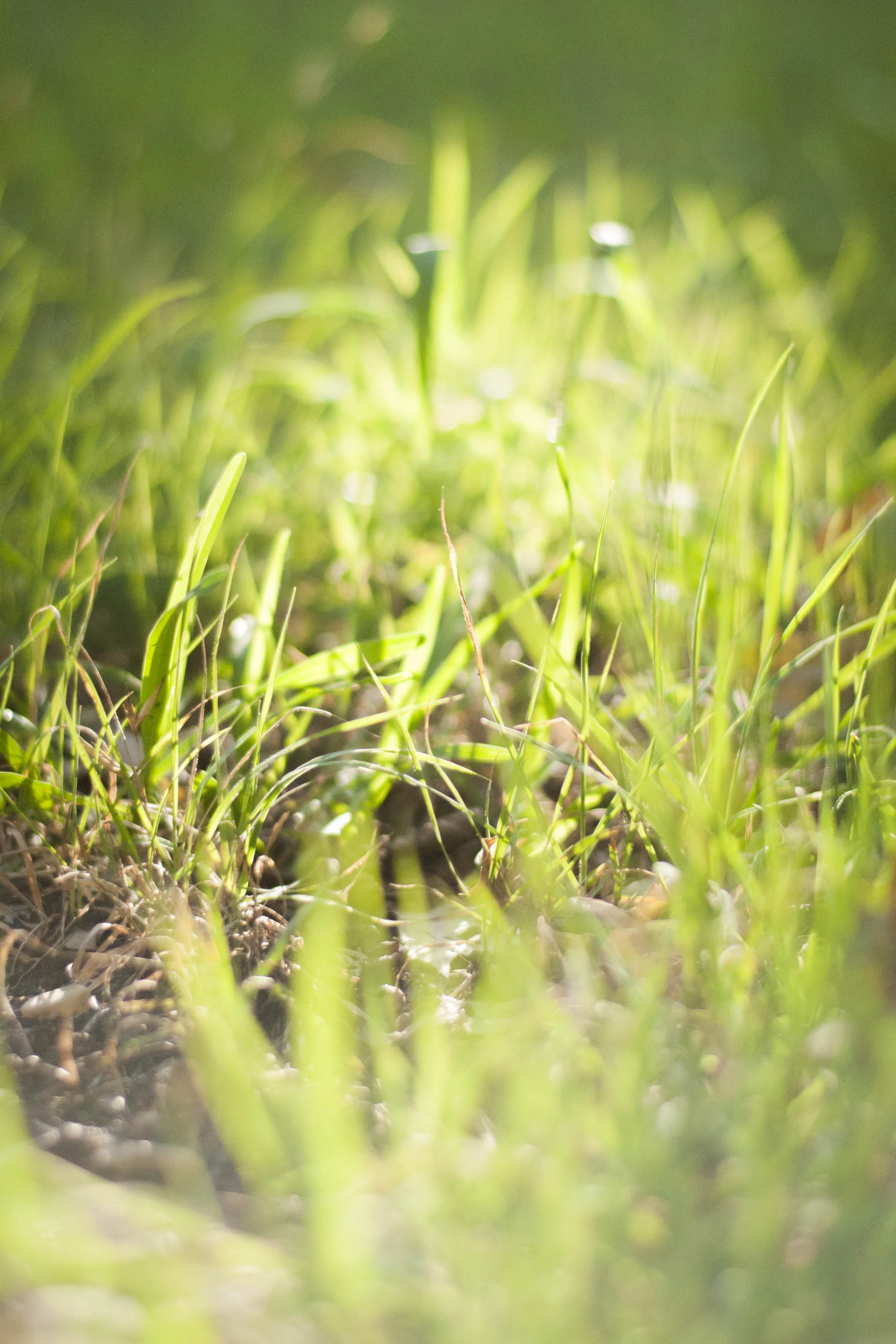 grass4.jpg