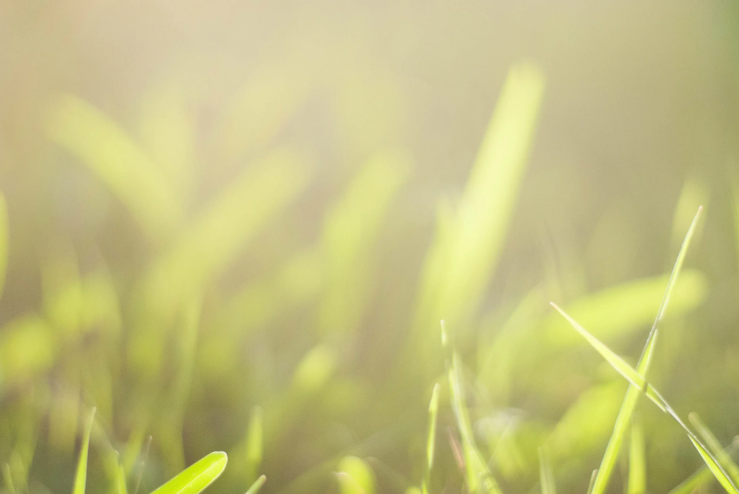 Into the Grass