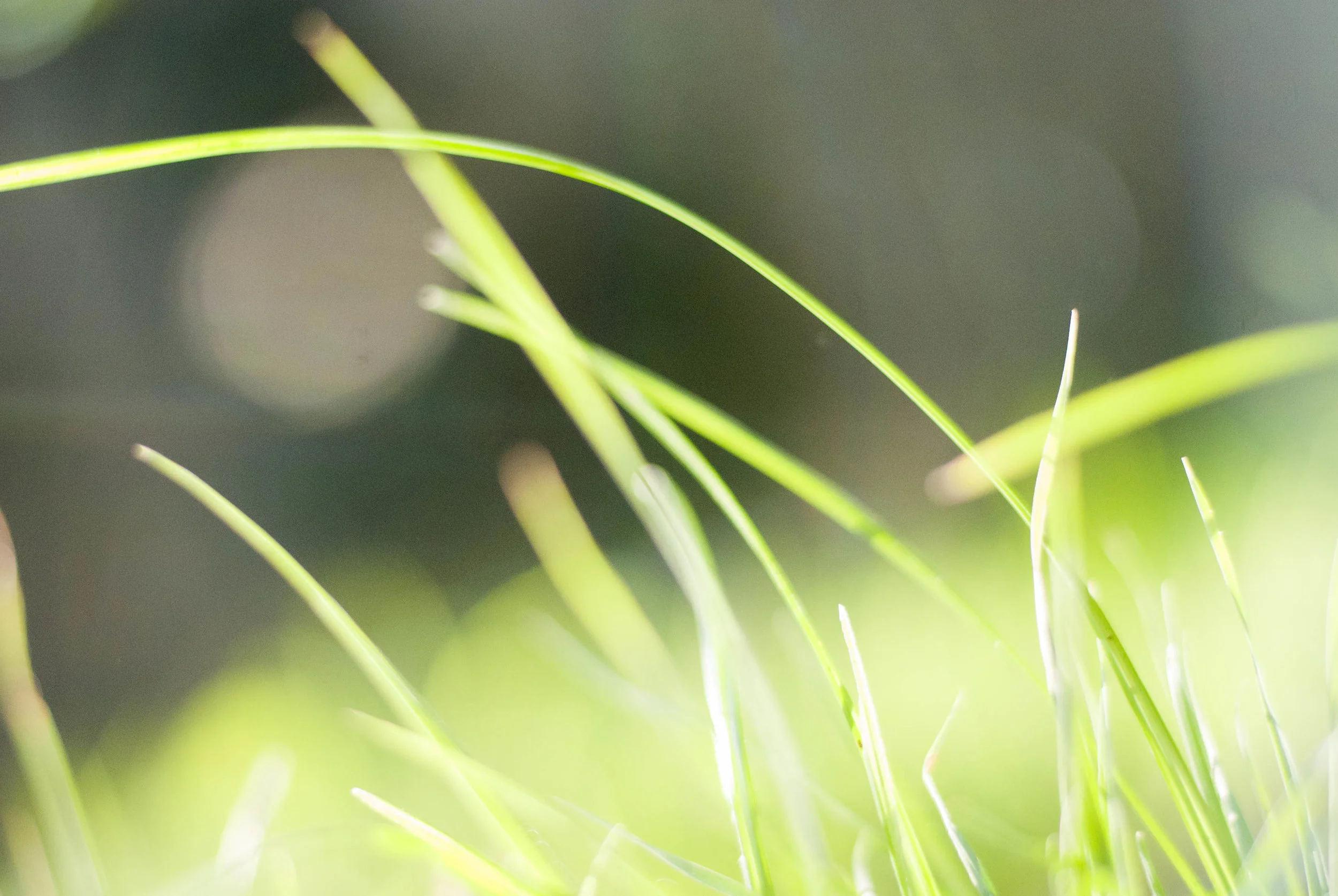 grass234.jpg