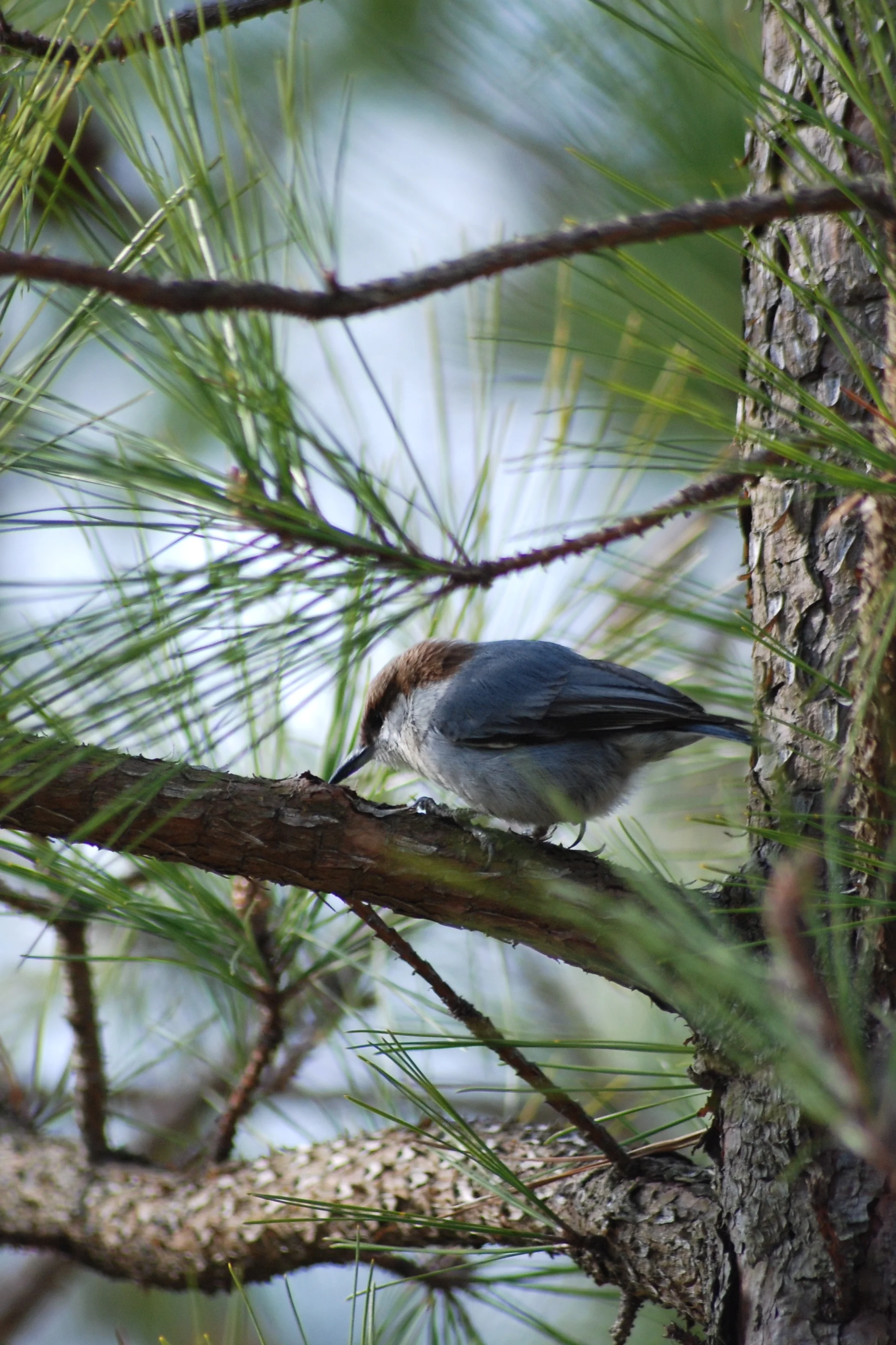 DSC_0311.JPG
