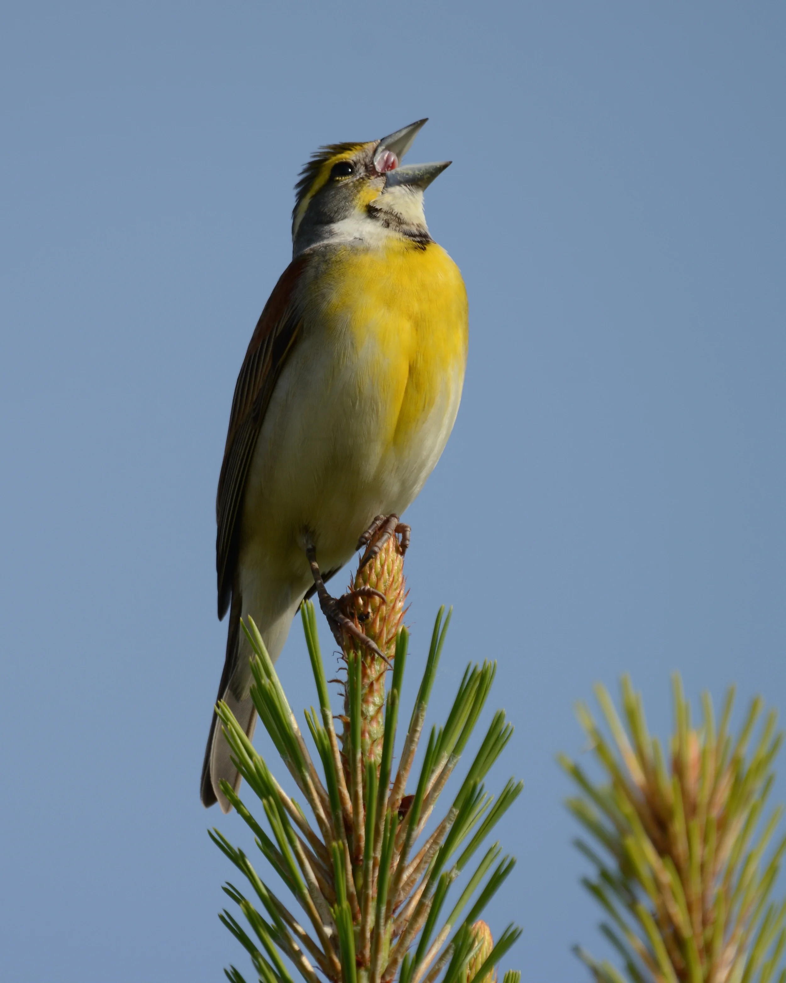 Dickcissel