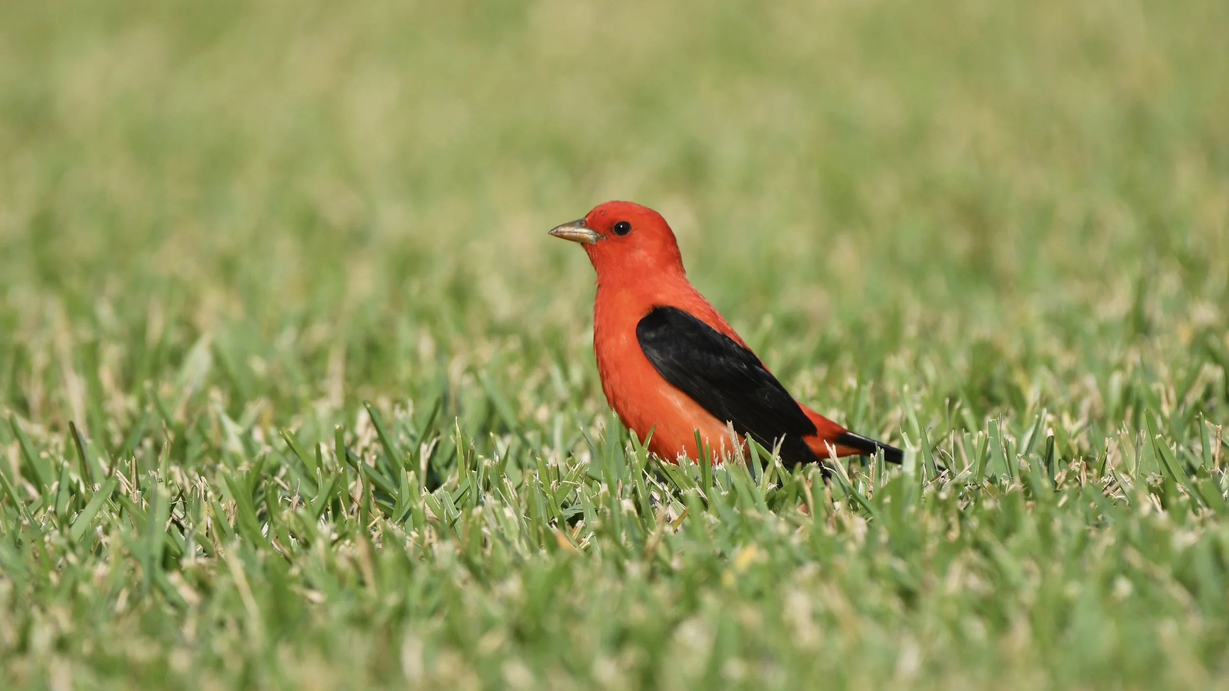 AeroEco Lab Recruiting Spatial Ecologist Post-doc