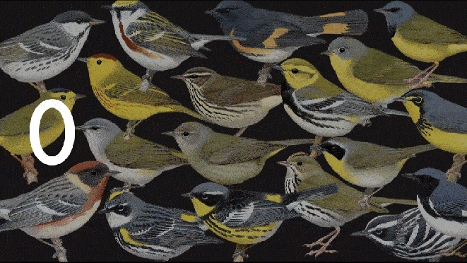 Kyle publishes study on shifting warbler migration phenology using 2+million banded birds across 6 decades. Out in Journal of Animal Ecology.